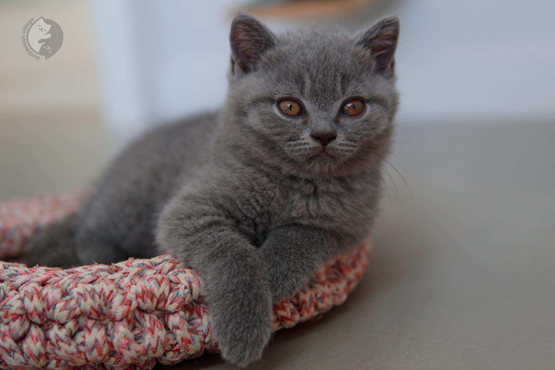 Lilac British Shorthair kitten with ears alert, in a winter scene with pastel tones