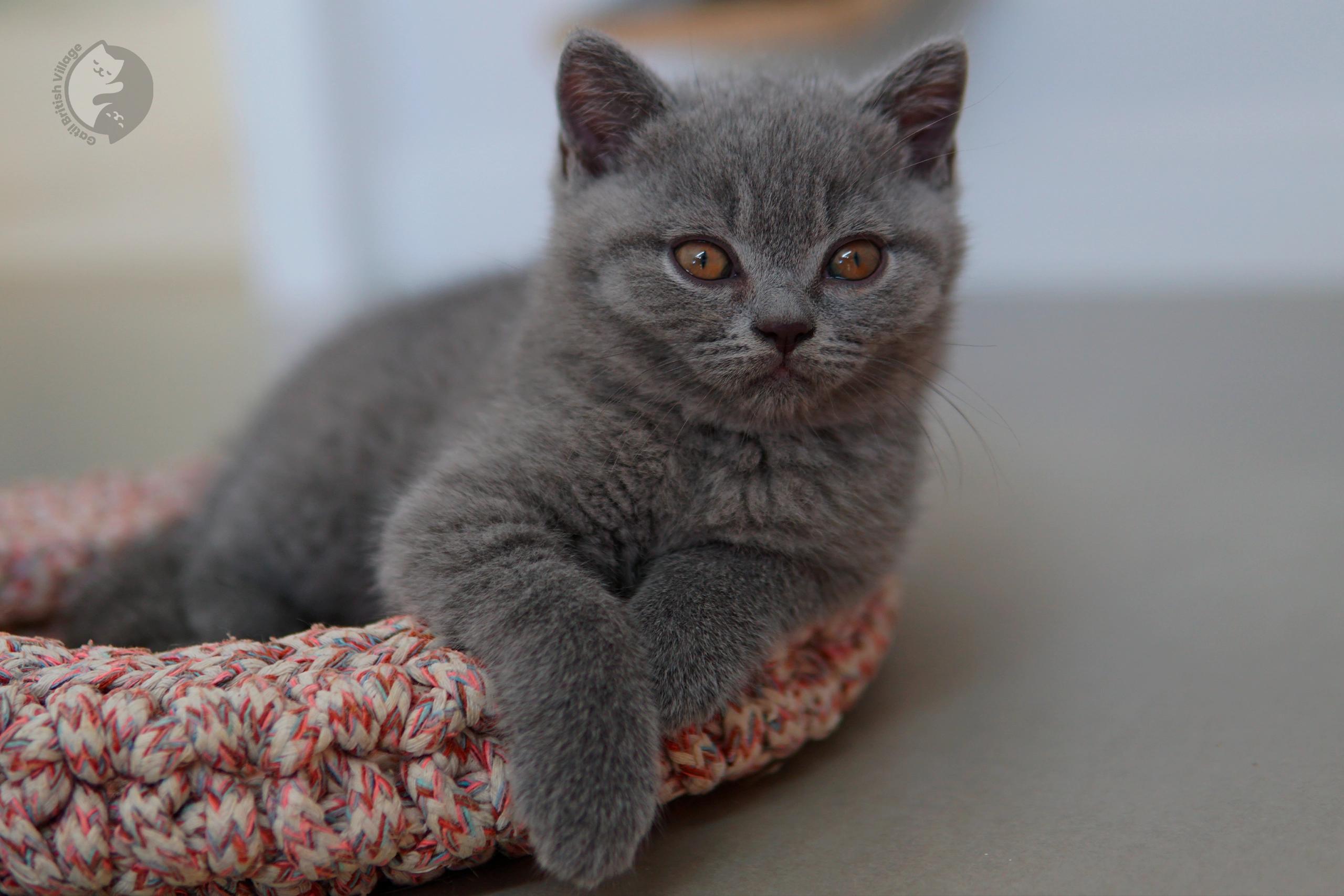 Lilac British Shorthair kitten with ears alert, in a winter scene with pastel tones