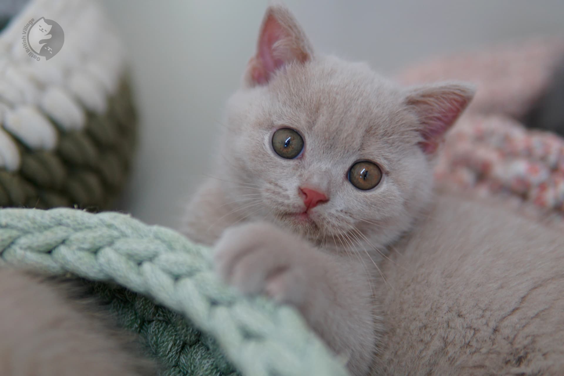 Lilac British Shorthair kitten wrapped in a light pink blanket, with prominent whiskers