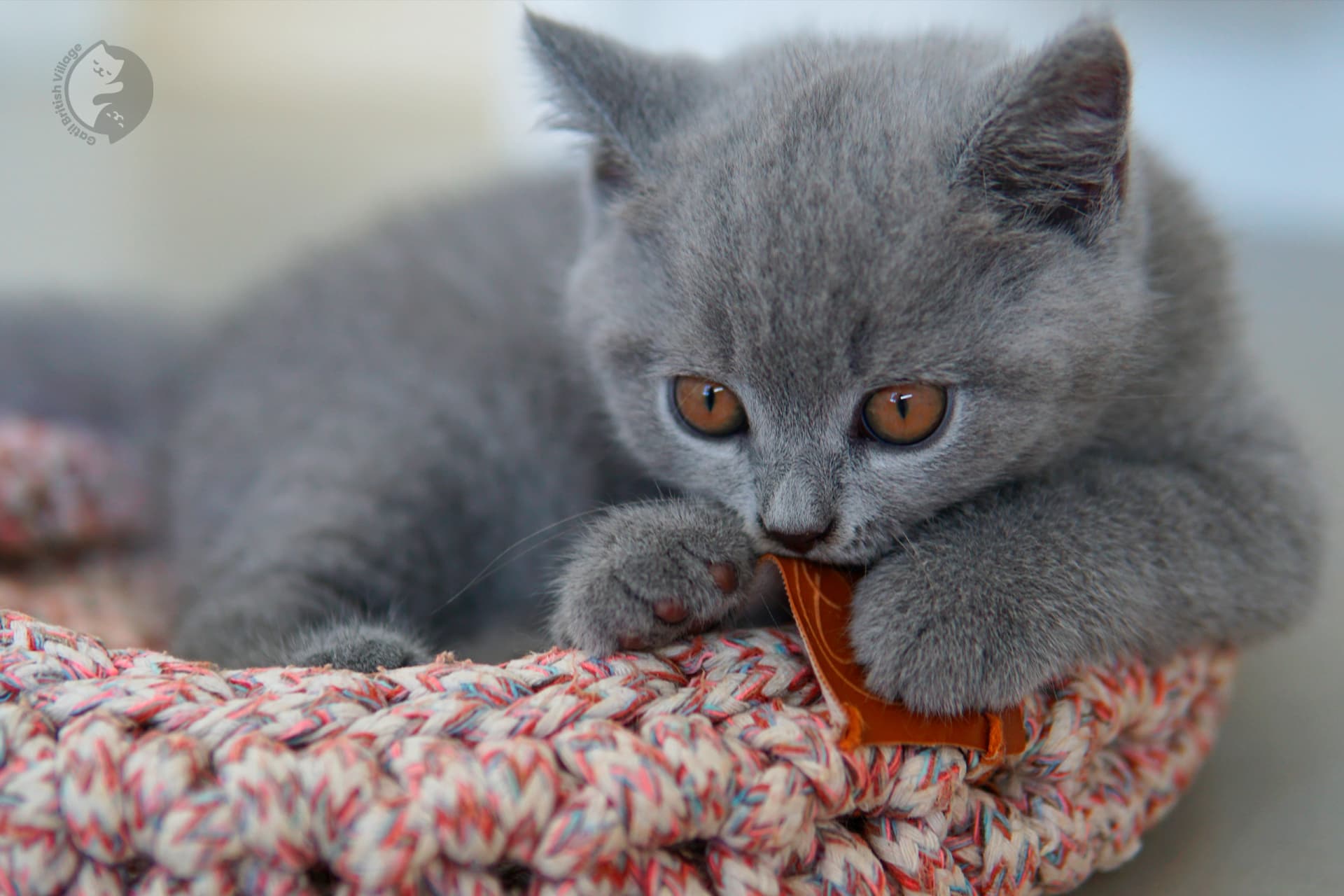 Lilac British Shorthair kitten sitting on a cotton blanket, with coat standing out against a white background
