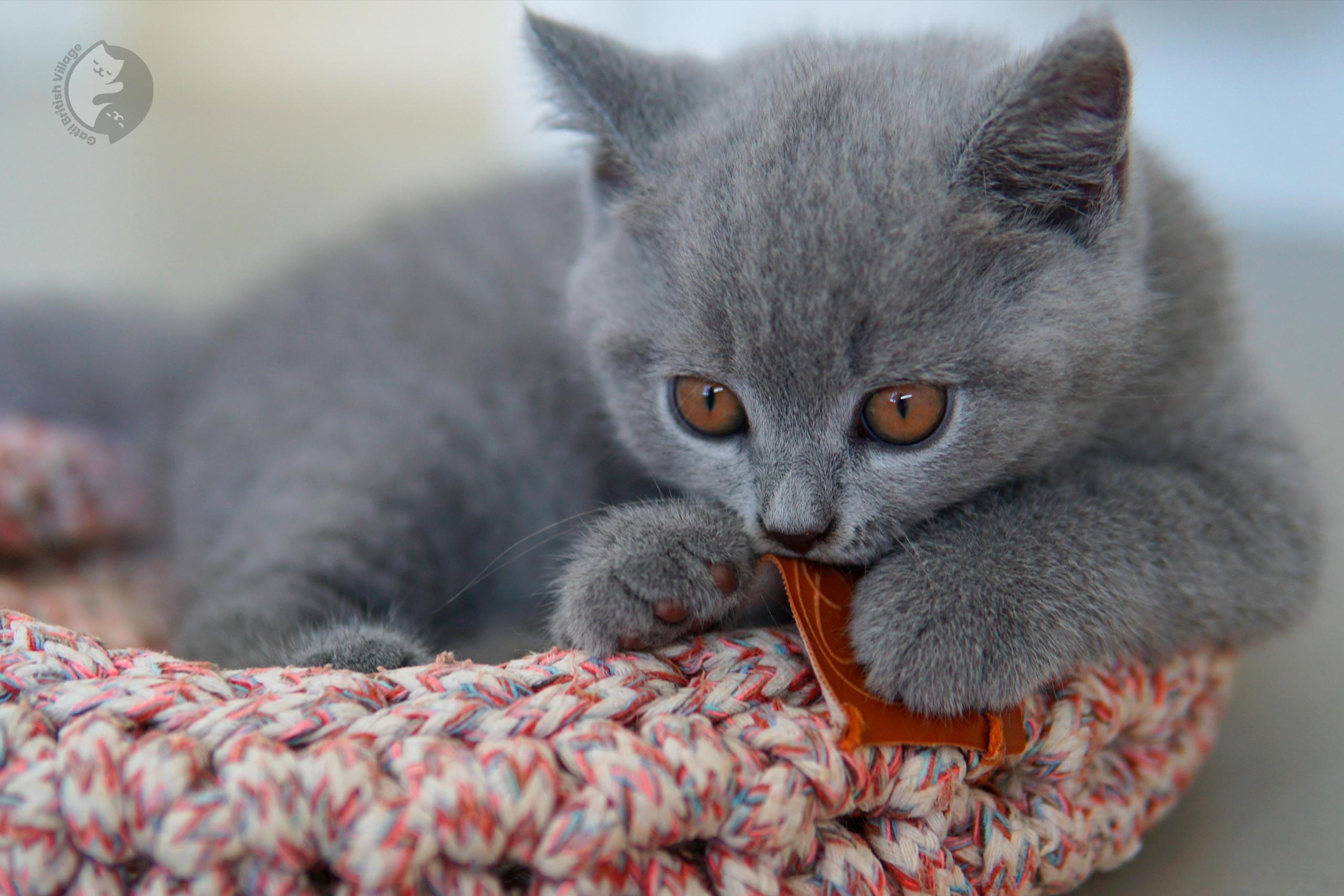 Lilac British Shorthair kitten sitting on a cotton blanket, with coat standing out against a white background