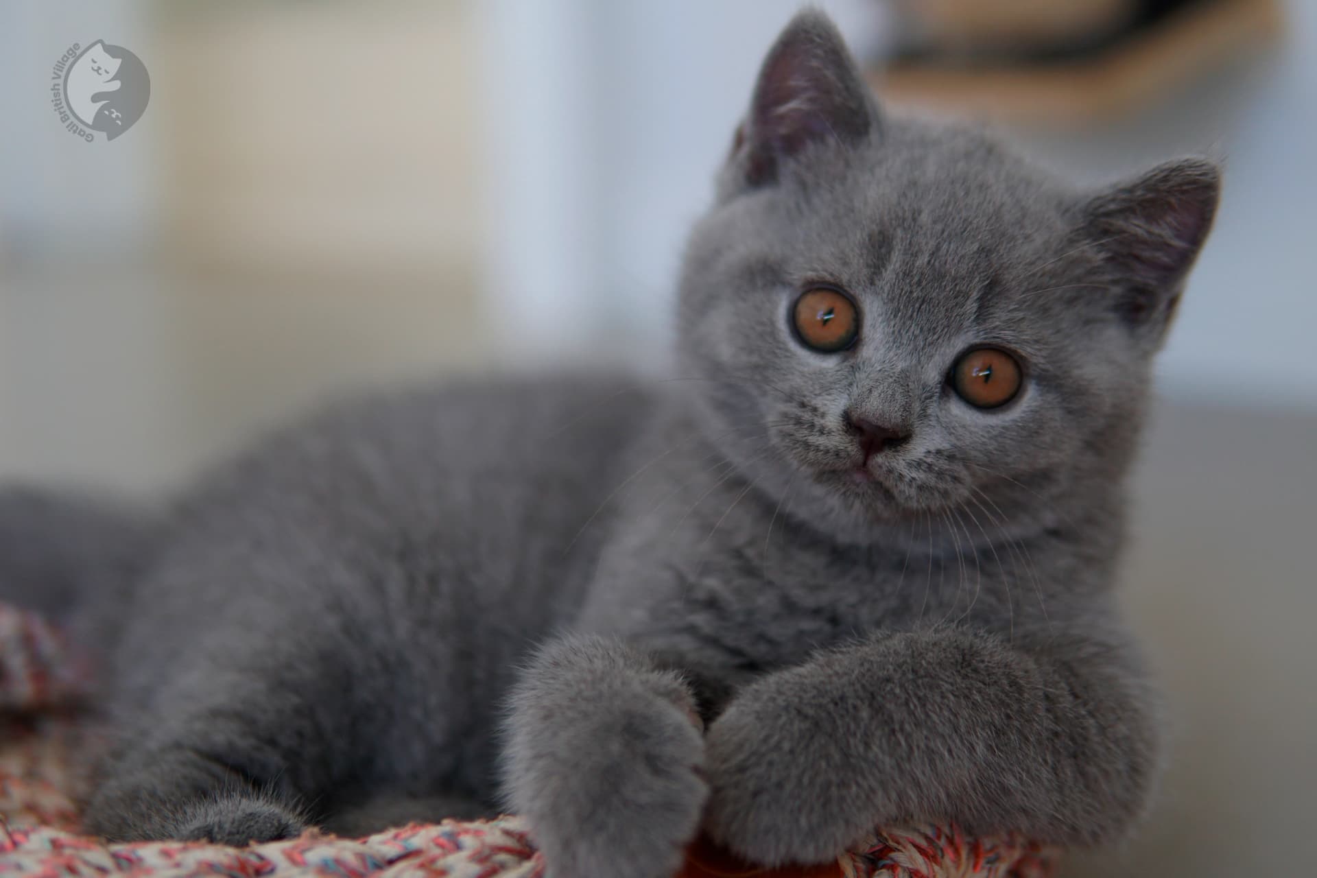 Blue British Shorthair kitten sleeping deeply, in a winter scene with pastel tones