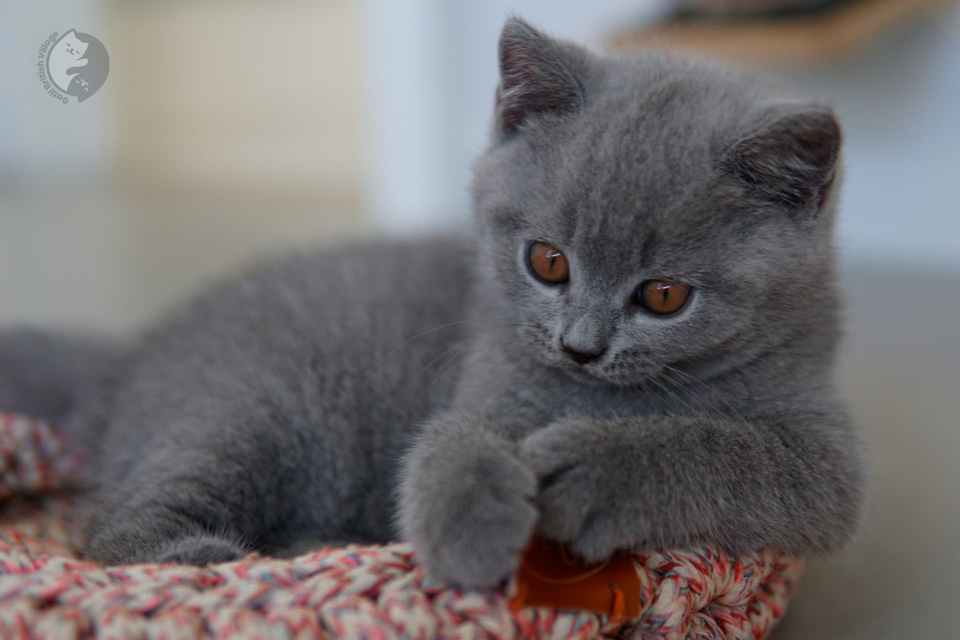 Lilac British Shorthair kitten playing with a plush toy, with prominent whiskers