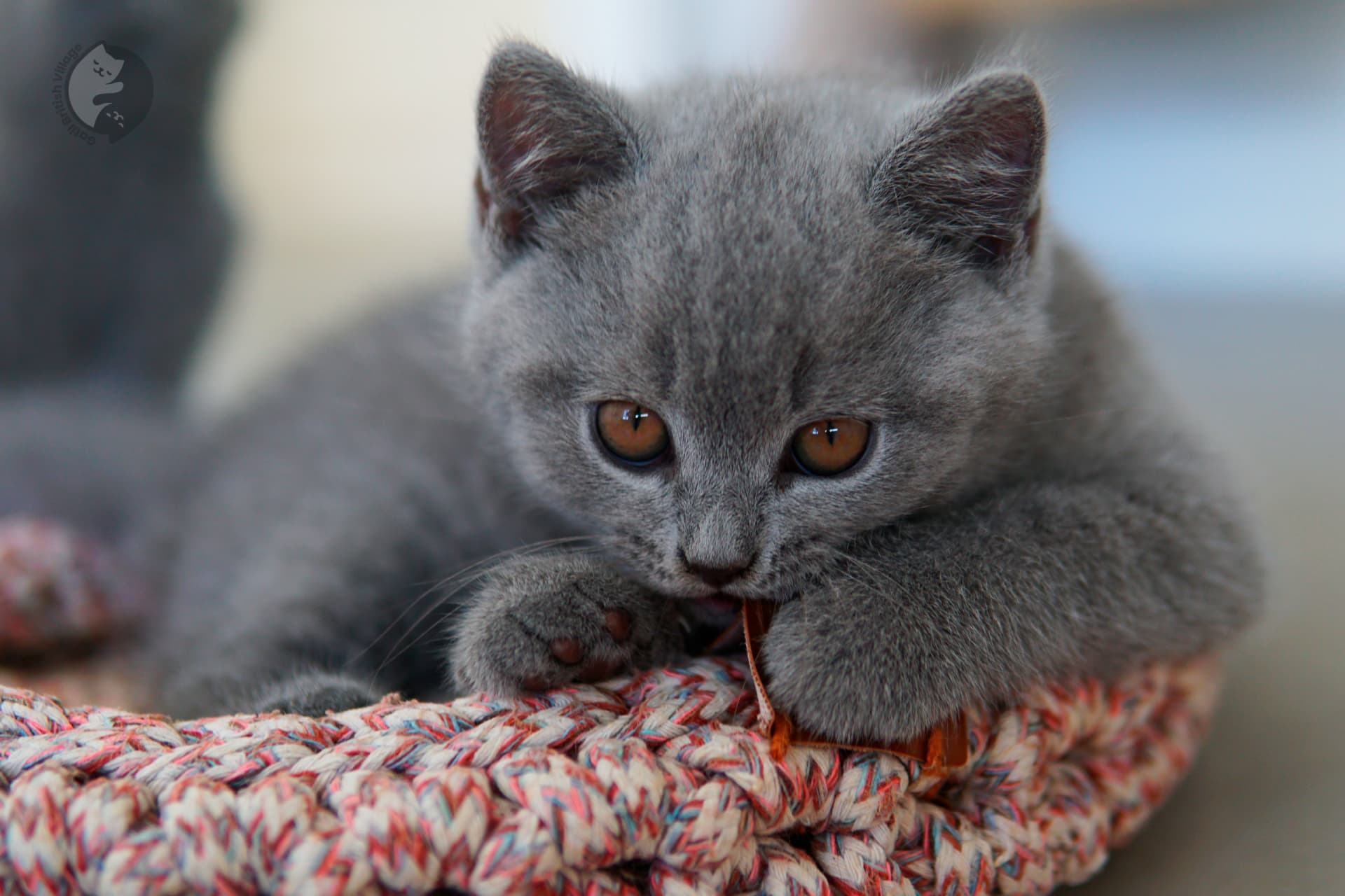 Lilac British Shorthair kitten with ears alert, next to another kitten