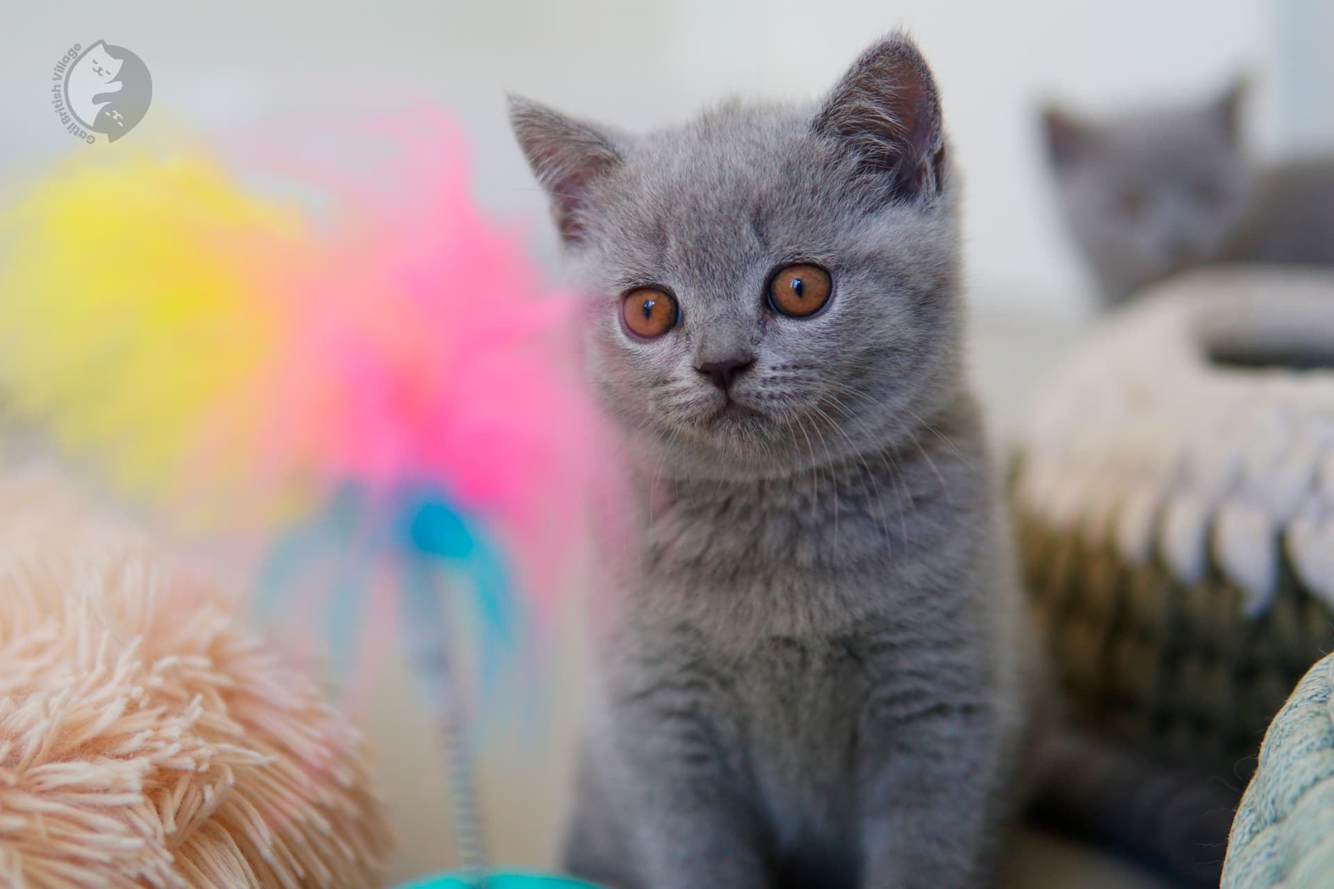 Blue British Shorthair kitten wrapped in a knitted blanket, under soft natural light