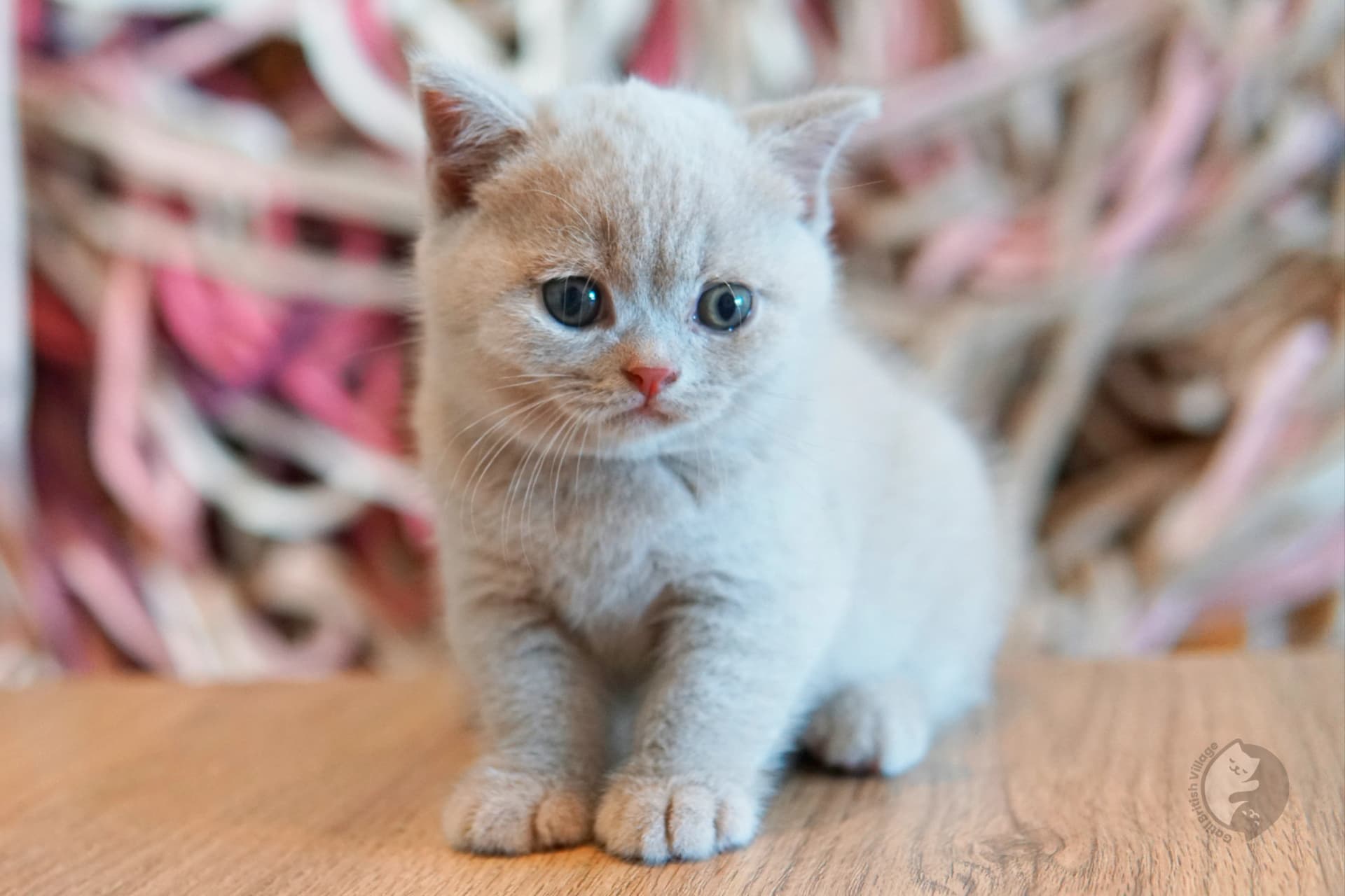 Lilac British Shorthair kitten sniffing the surroundings curiously, with prominent whiskers