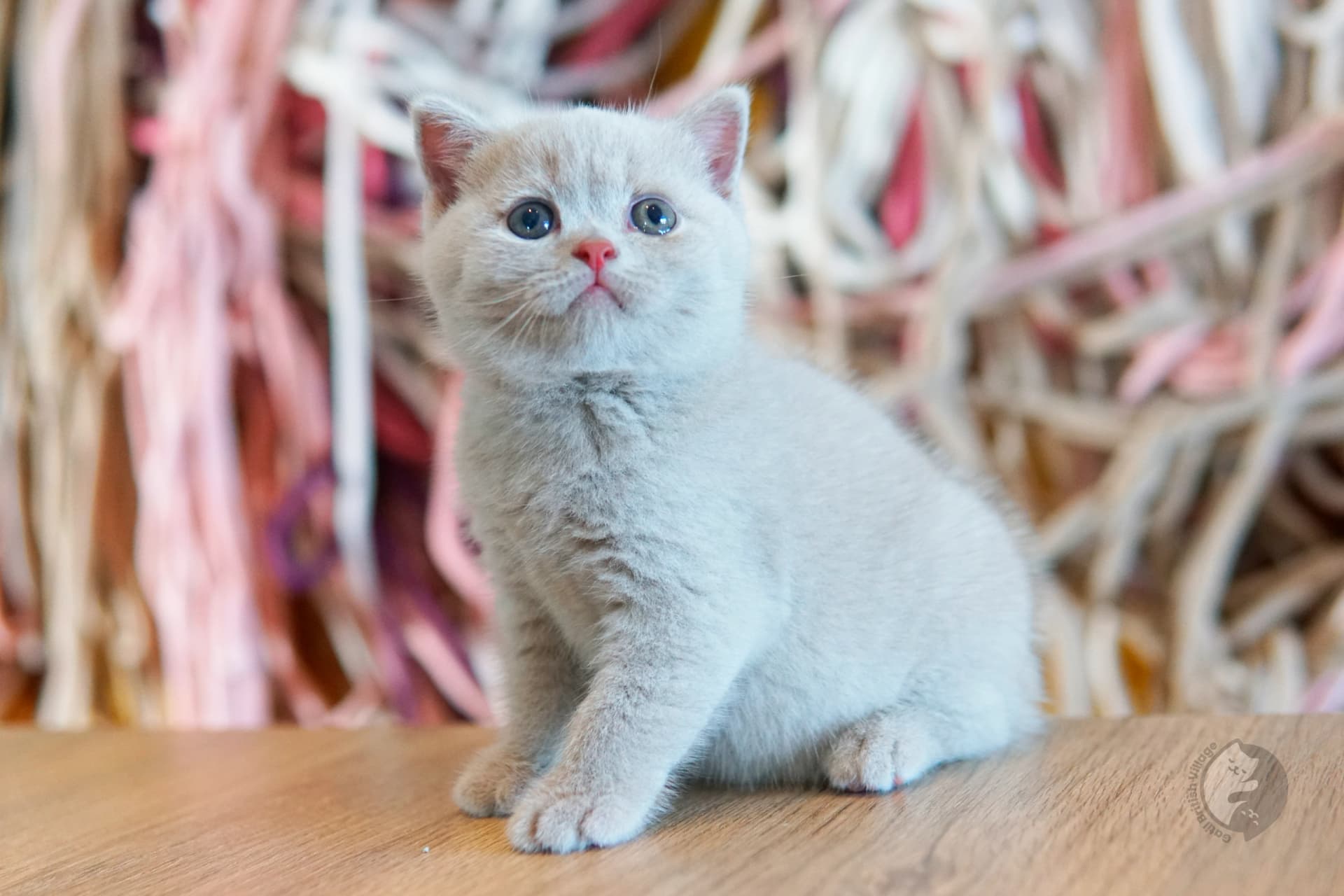 Lilac British Shorthair kitten lying among fluffy pillows, with prominent whiskers