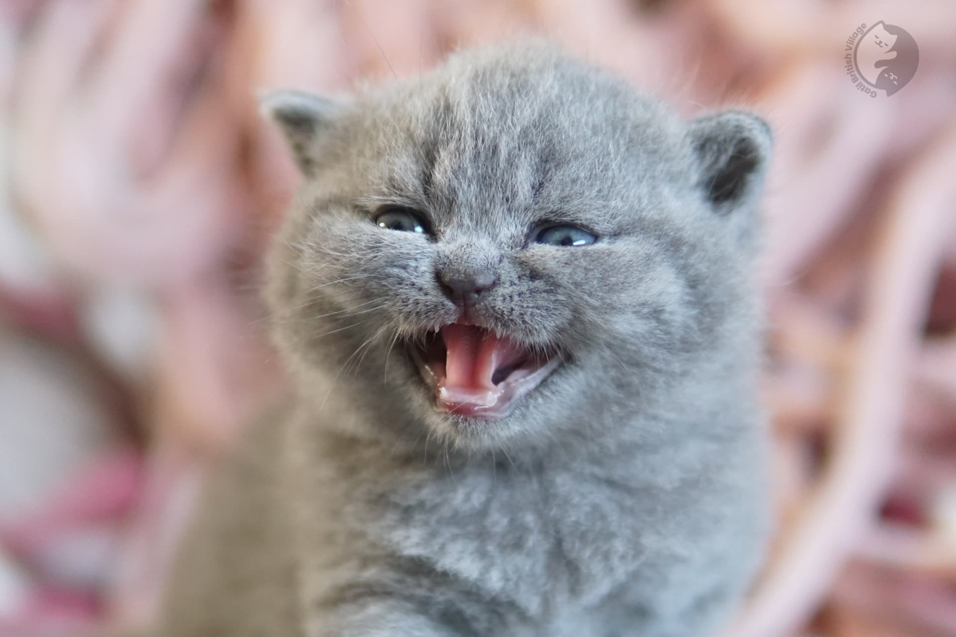 Lilac British Shorthair kitten with ears alert, in a calm and quiet environment