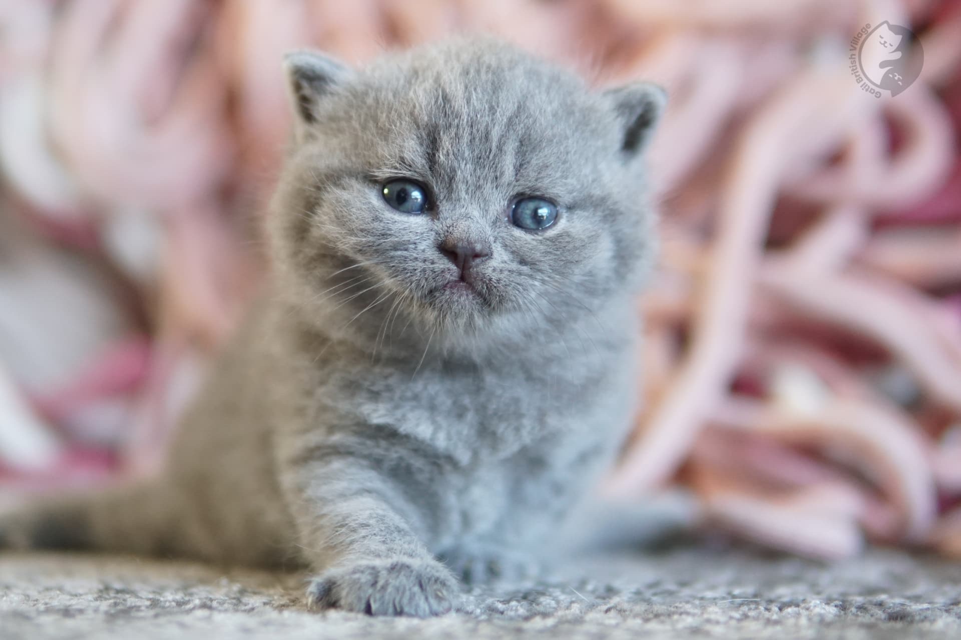 Blue British Shorthair kitten with paws stretched over the blanket, next to another kitten