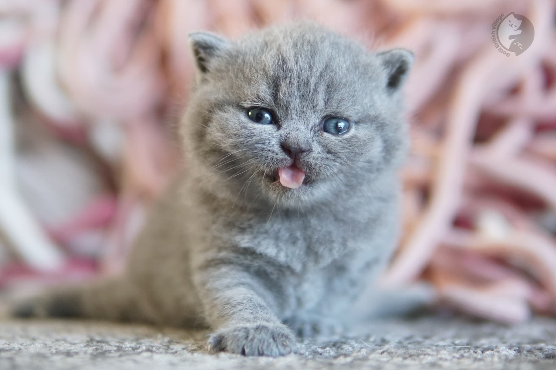 Blue British Shorthair kitten lying among fluffy pillows, in a winter scene with pastel tones