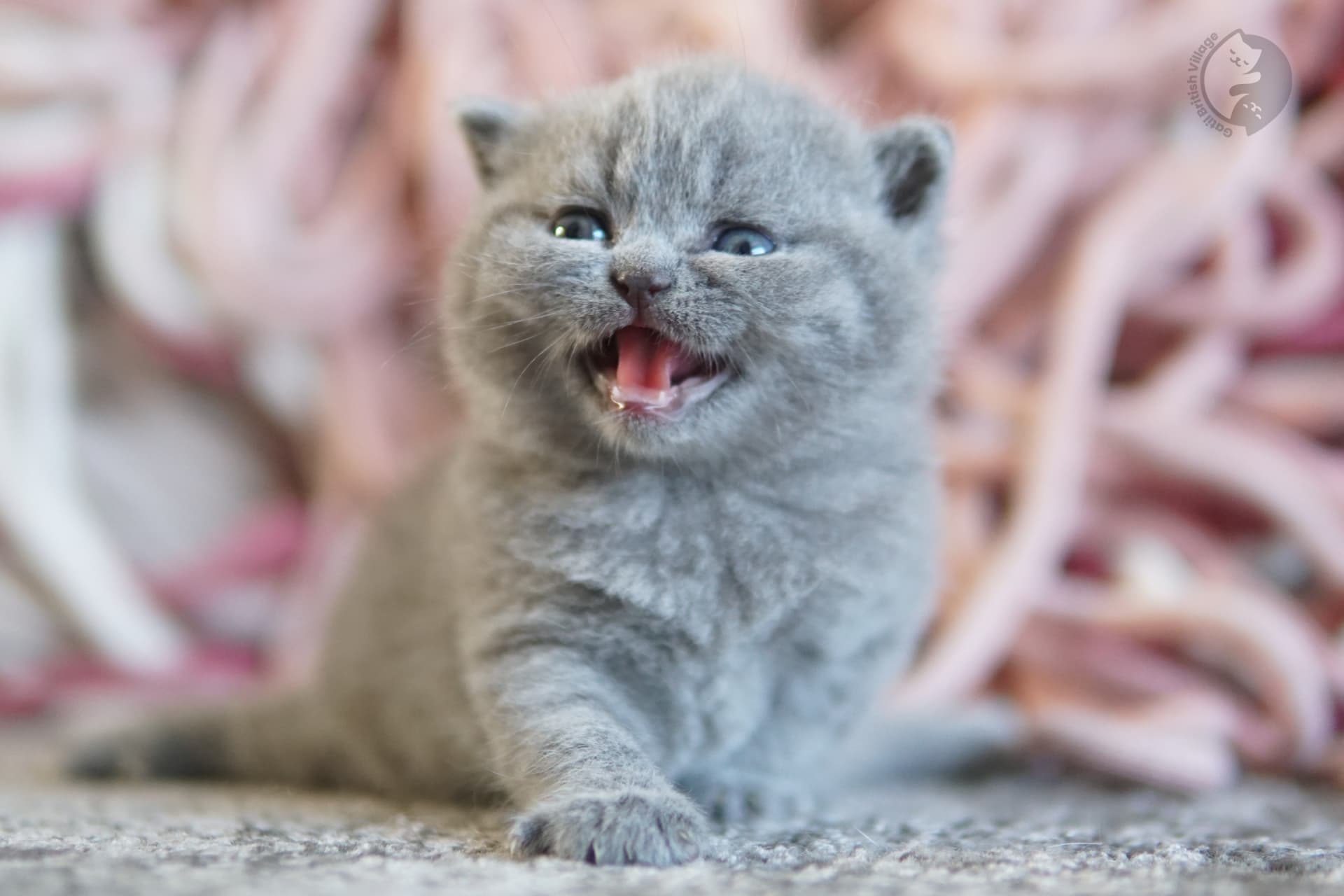 Lilac British Shorthair kitten sitting on a cotton blanket, with half-open eyes