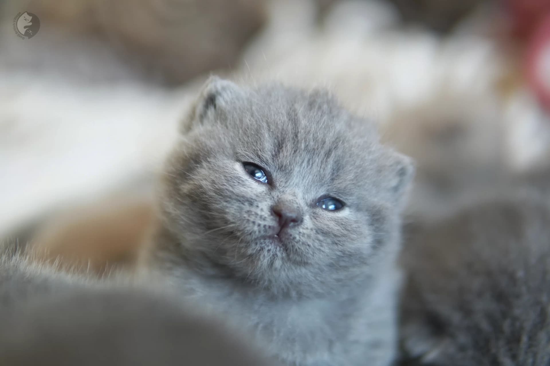 Lilac British Shorthair kitten sleeping deeply, with half-open eyes