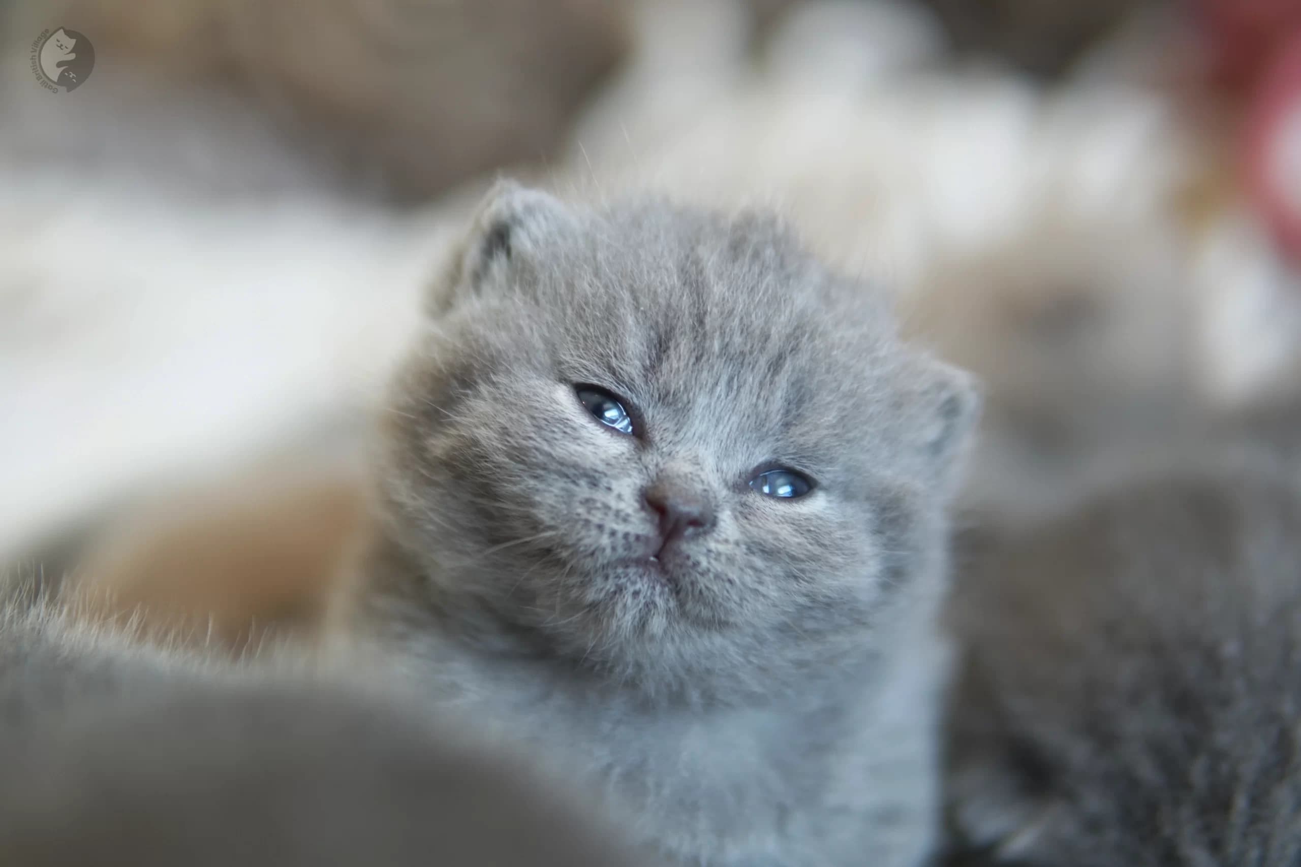 Lilac British Shorthair kitten sleeping deeply, with half-open eyes