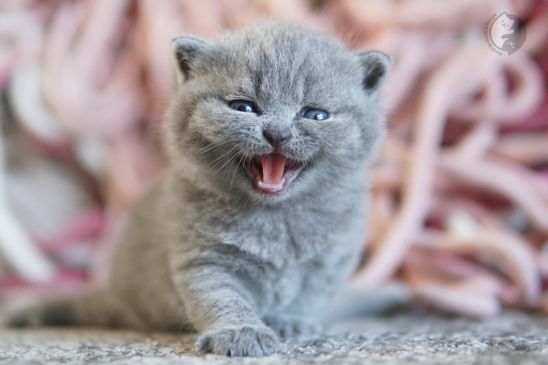 Blue British Shorthair kitten with ears alert, next to another kitten