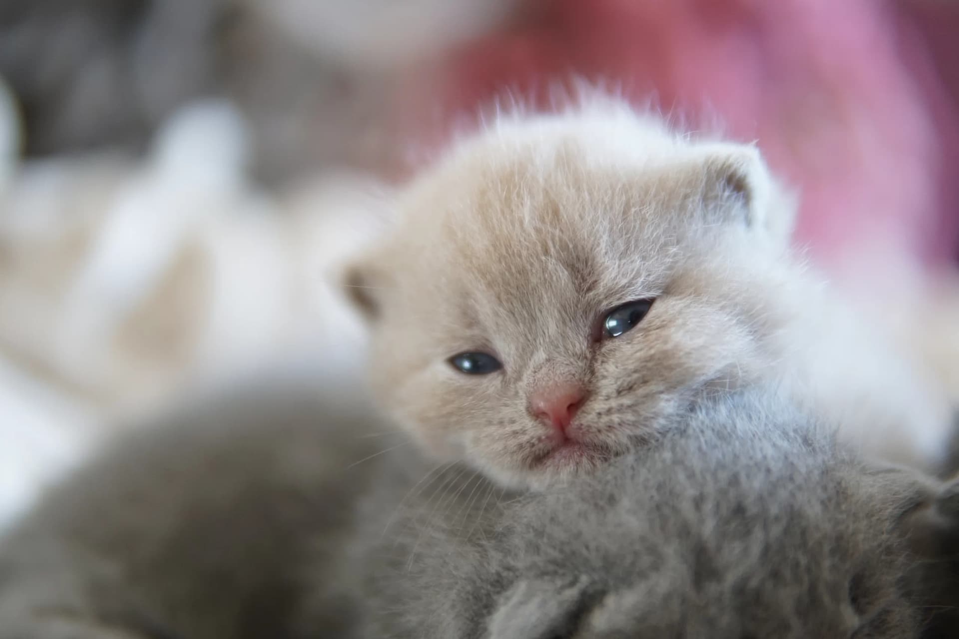 Blue British Shorthair kitten sitting on a cotton blanket, with coat standing out against a white background