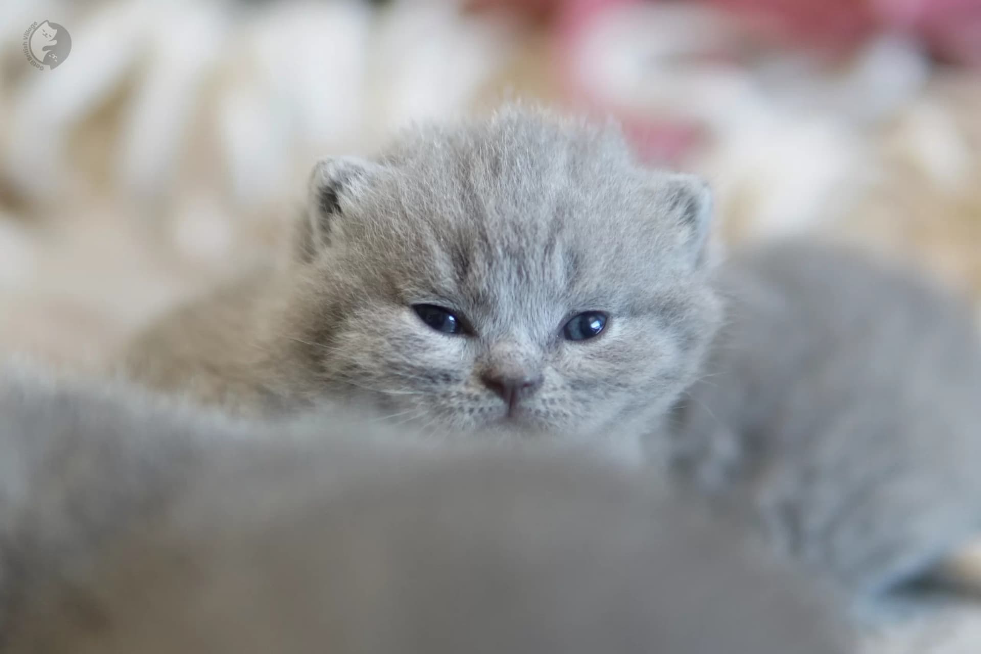 Lilac British Shorthair kitten with paws stretched over the blanket, in a calm and quiet environment