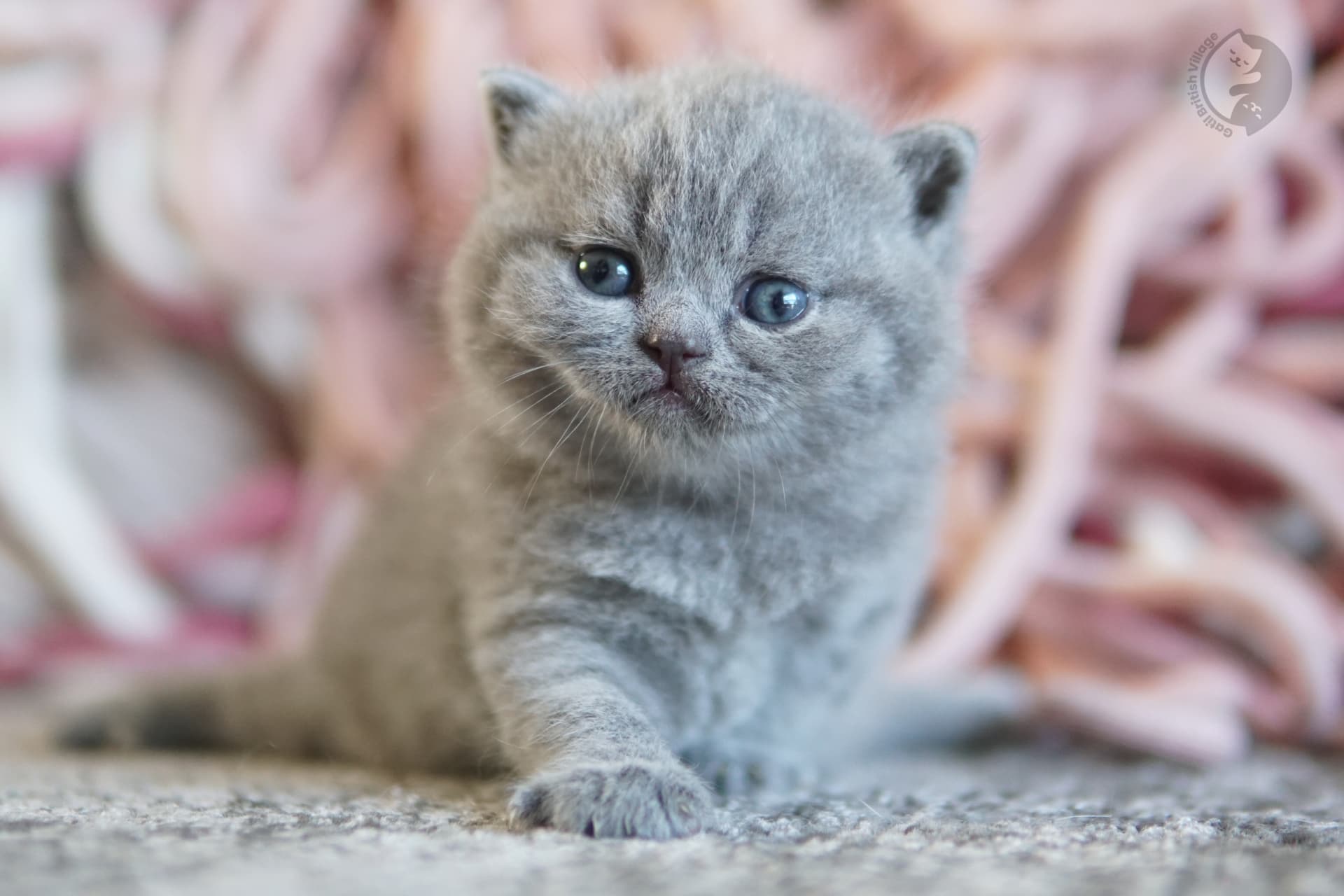 Blue British Shorthair kitten looking directly at the lens, in a calm and quiet environment