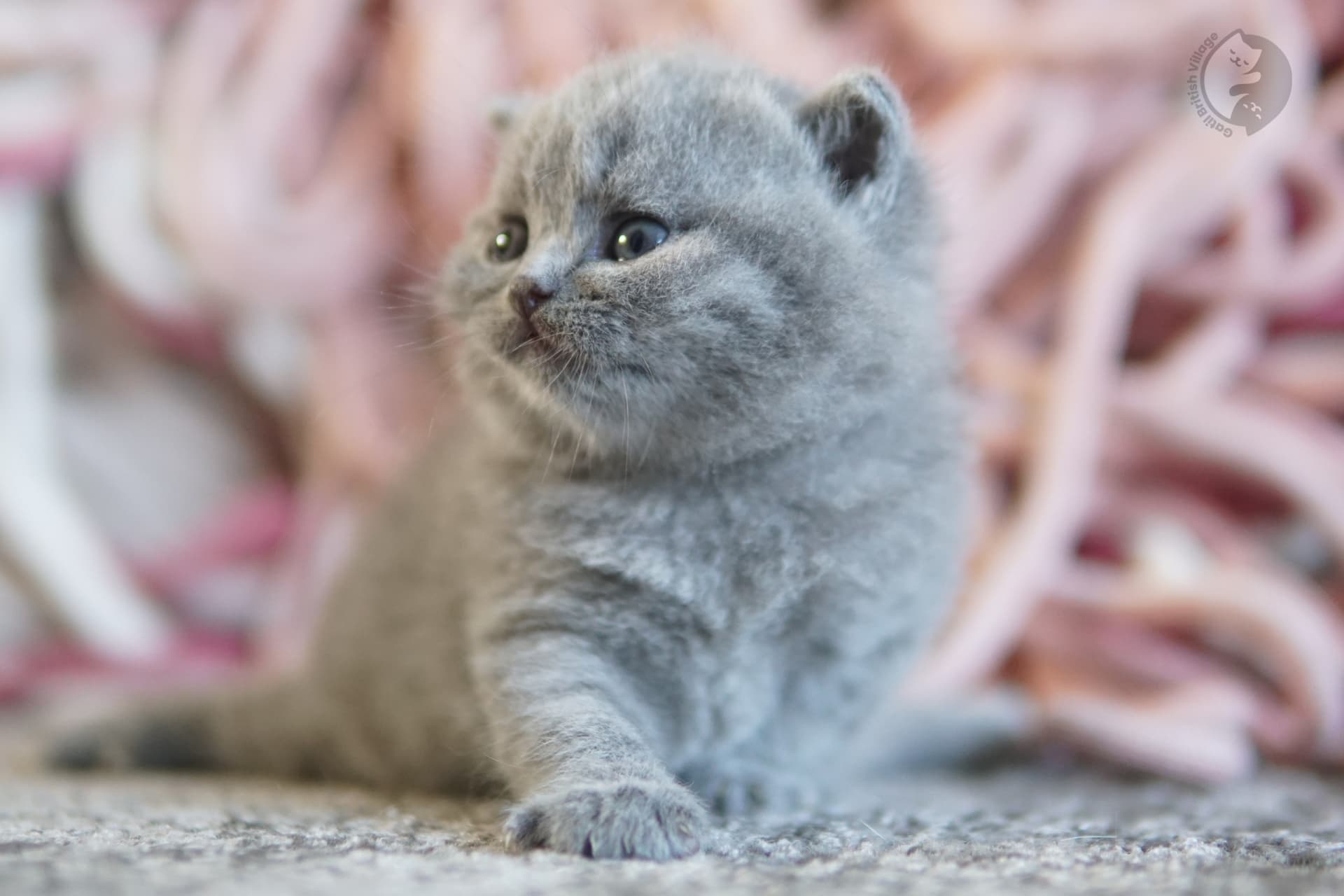Lilac British Shorthair kitten with paws stretched over the blanket, with a serene expression