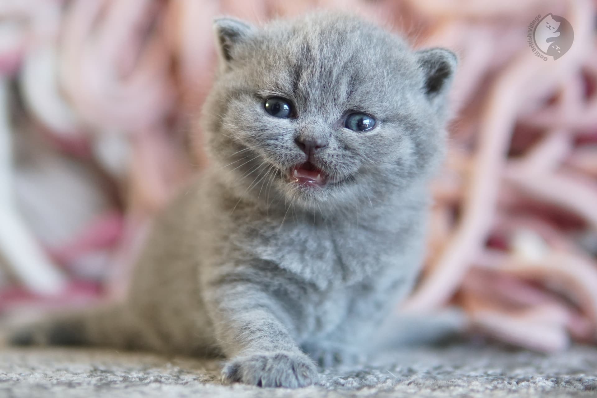 Blue British Shorthair kitten wrapped in a light pink blanket, with a serene expression