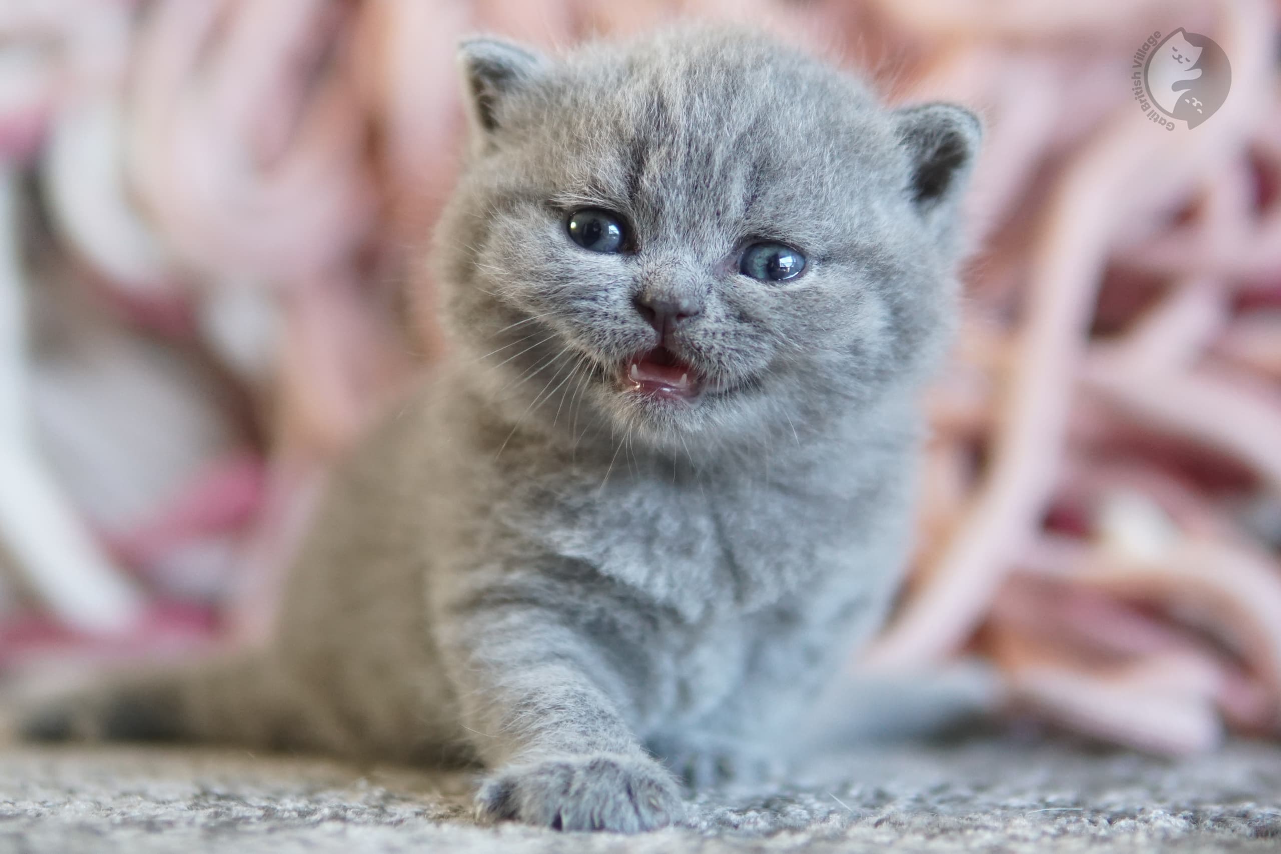 Blue British Shorthair kitten wrapped in a light pink blanket, with a serene expression