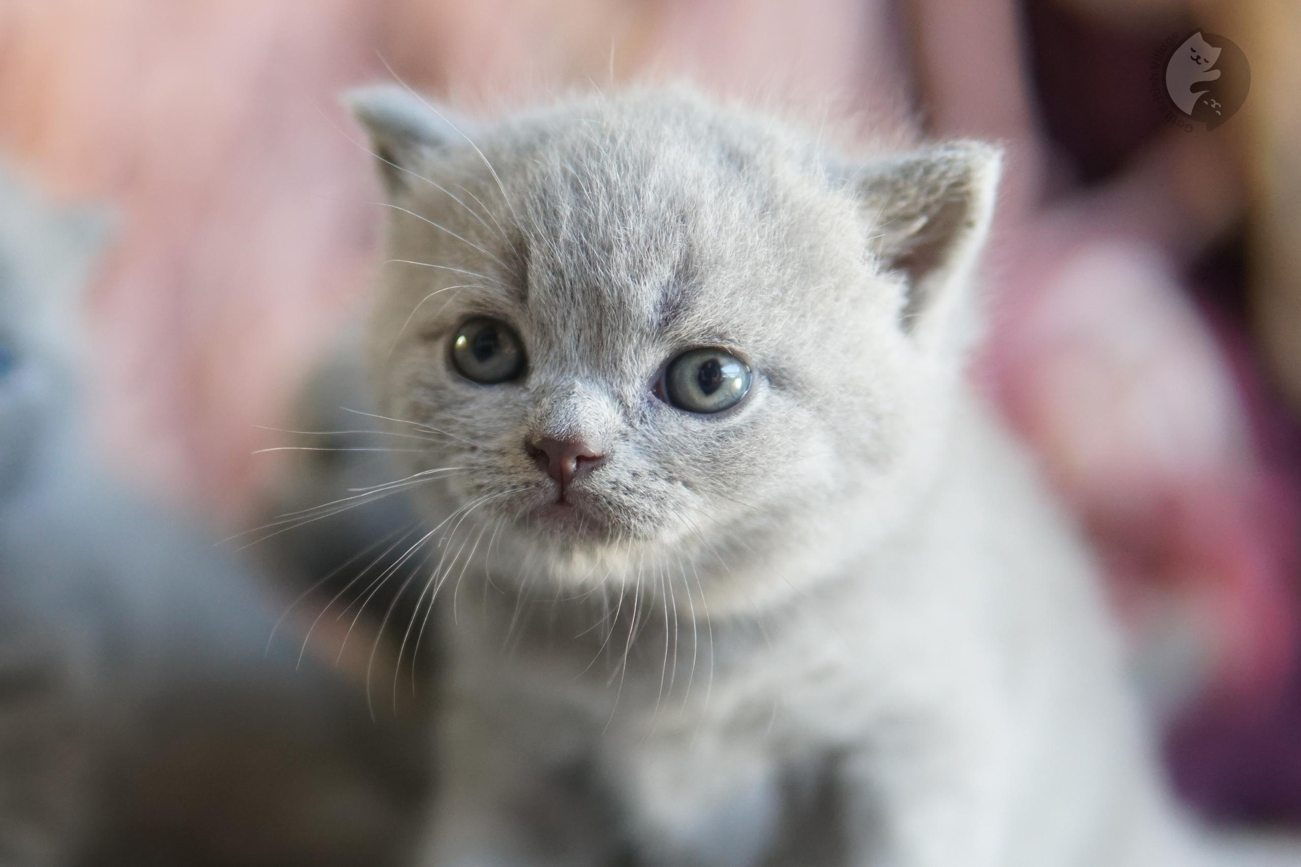 Lilac British Shorthair kitten playing with a plush toy, with half-open eyes