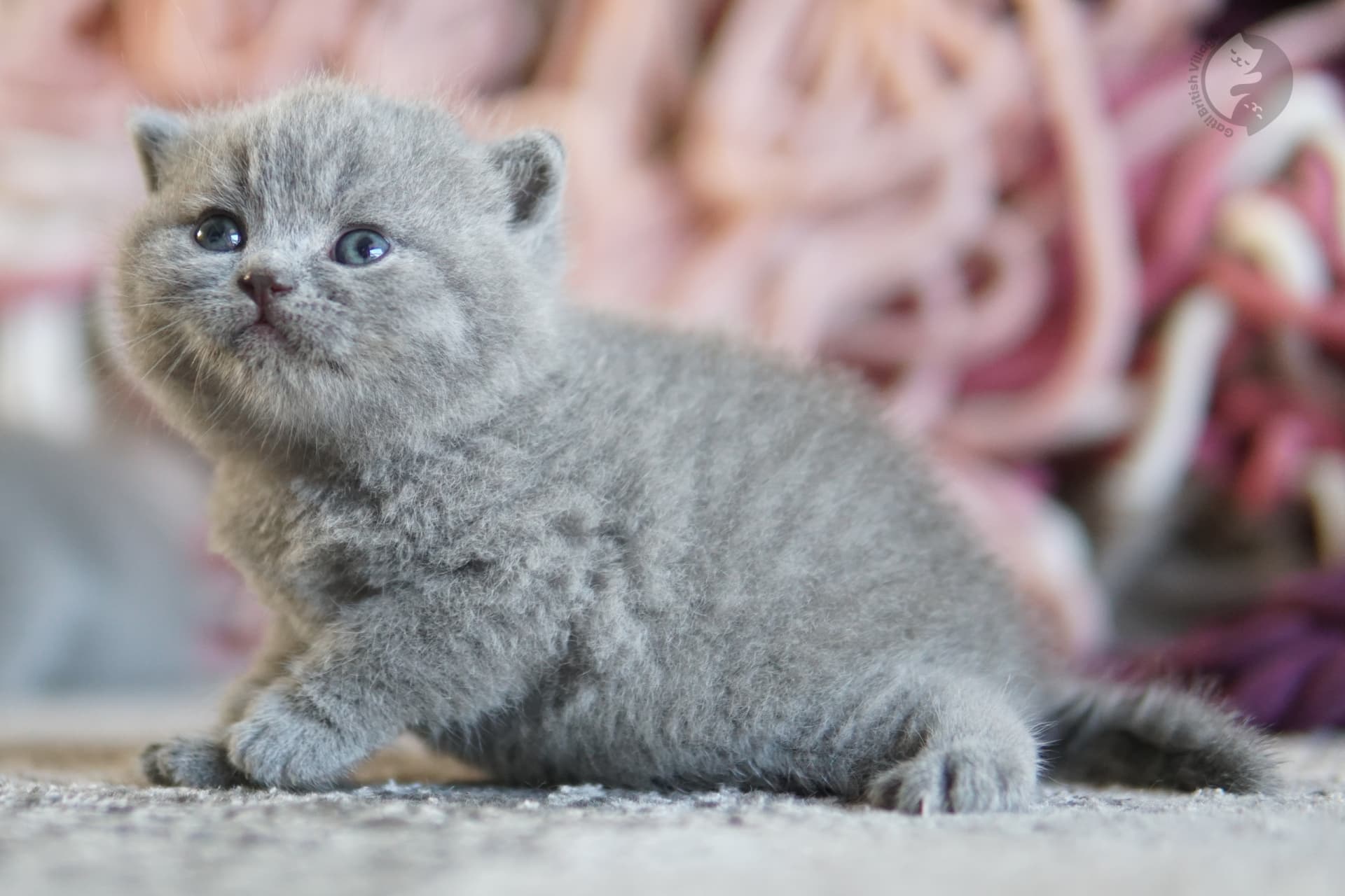 Lilac British Shorthair kitten sleeping deeply, in a studio with a neutral background