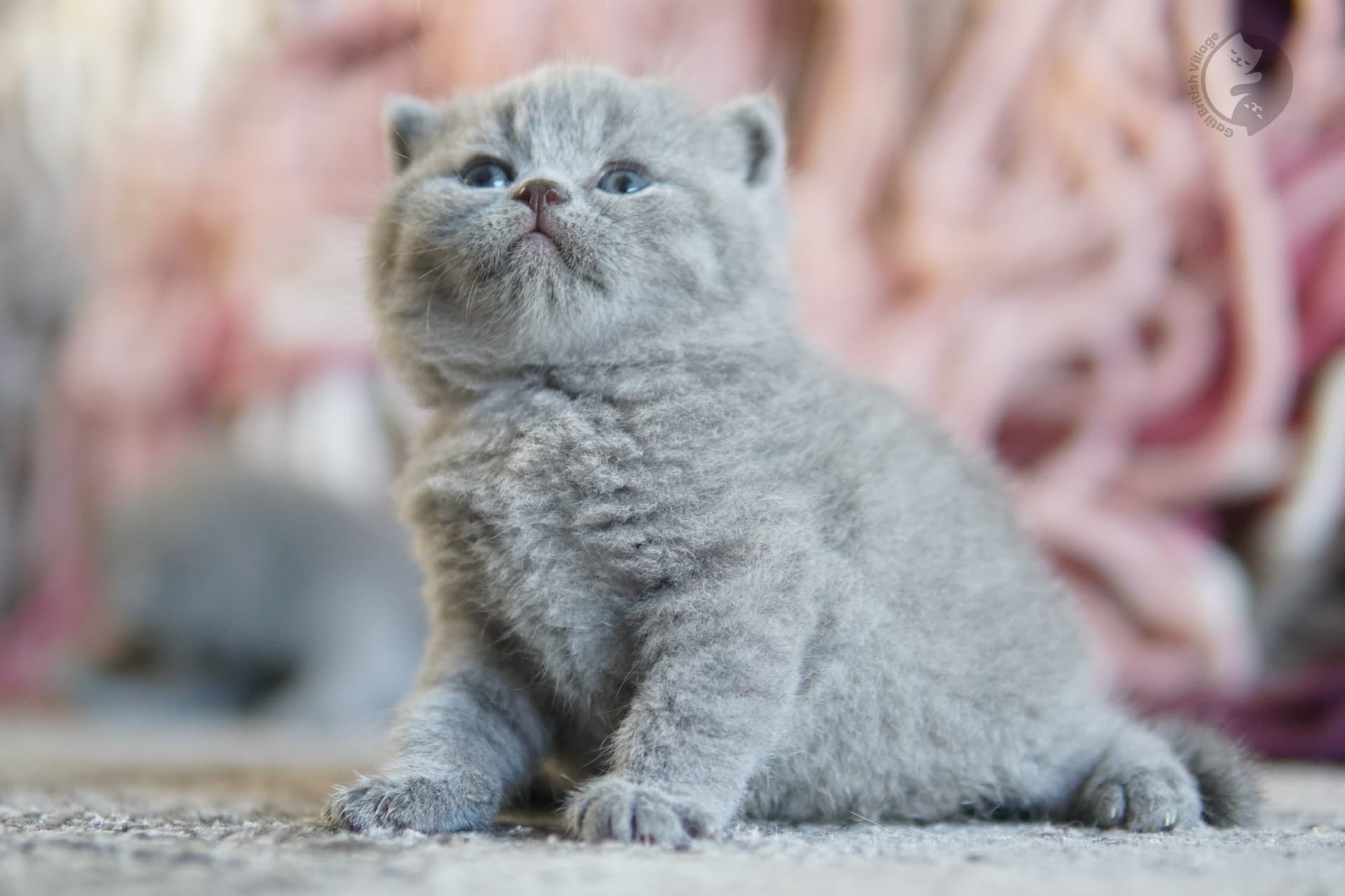 Lilac British Shorthair kitten wrapped in a knitted blanket, next to another kitten