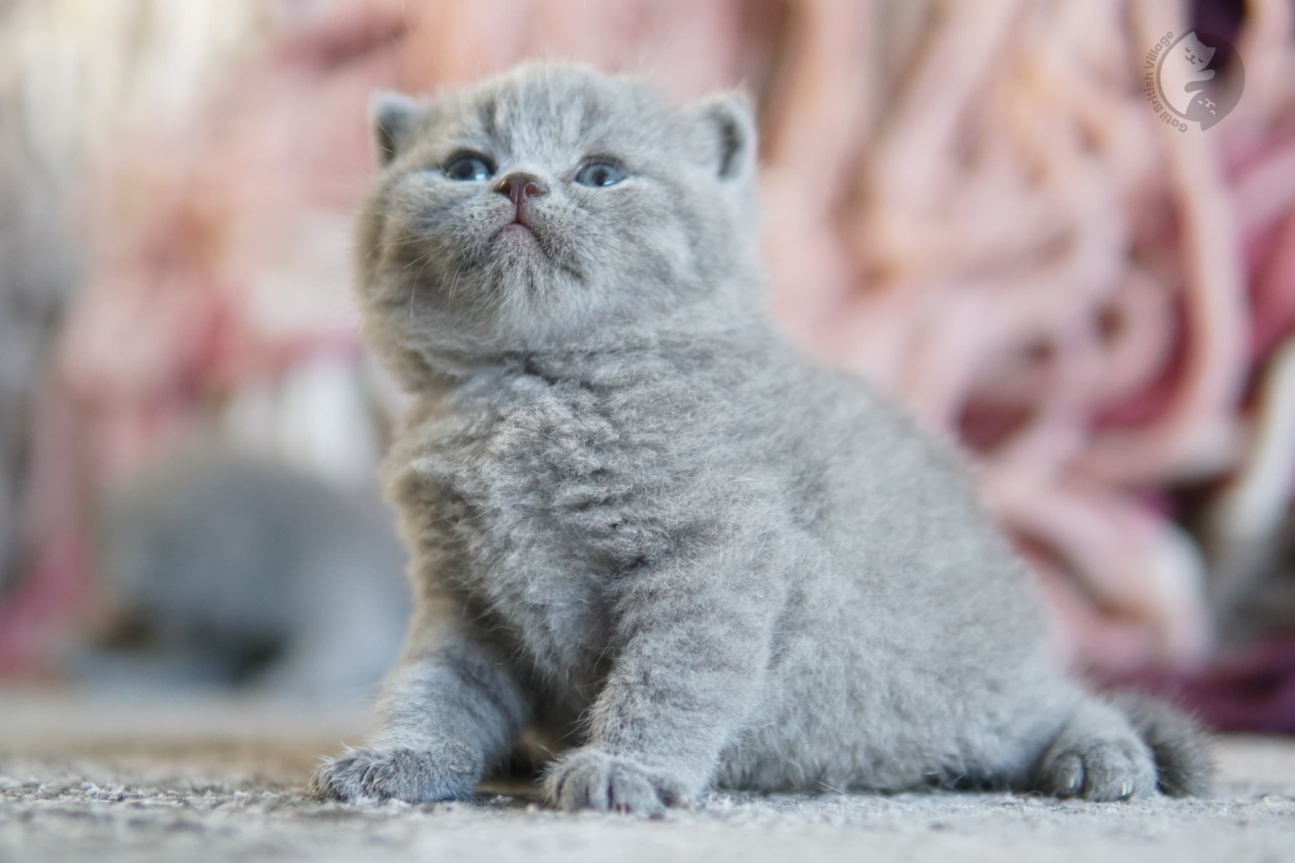 Lilac British Shorthair kitten wrapped in a knitted blanket, next to another kitten