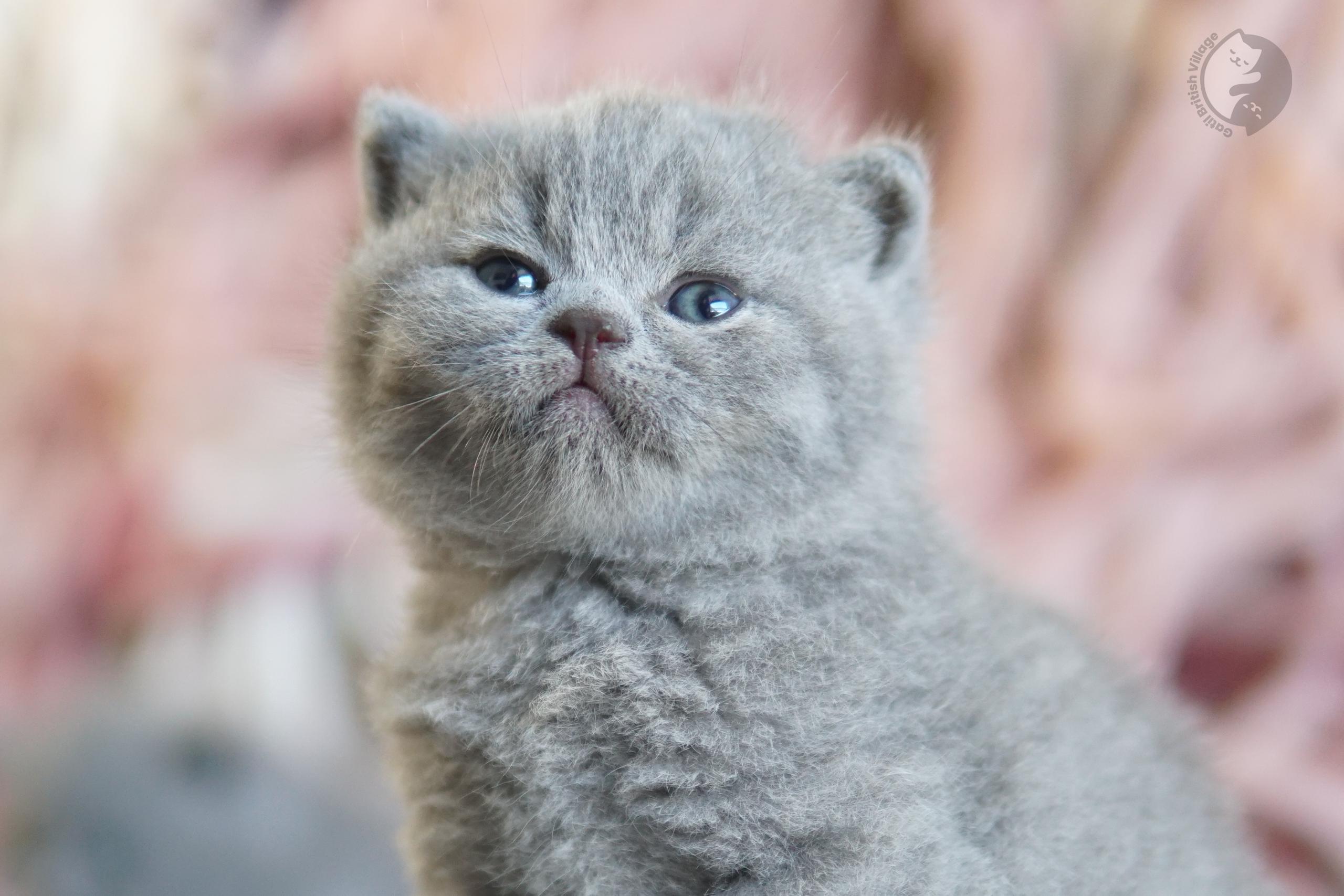 Blue British Shorthair kitten wrapped in a knitted blanket, next to another kitten