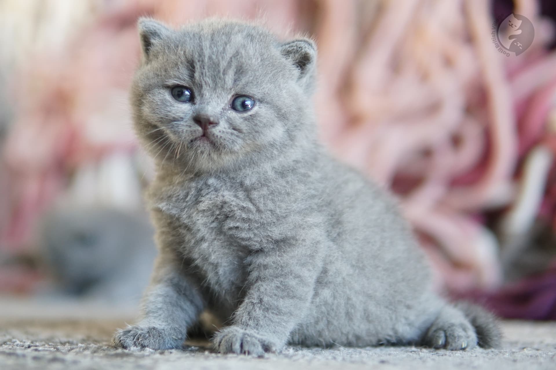 Blue British Shorthair kitten sleeping deeply, next to another kitten