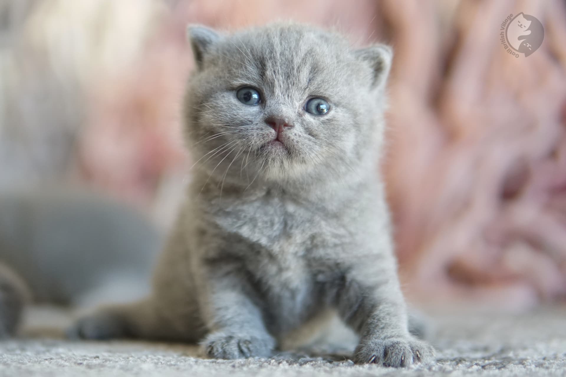 Blue British Shorthair kitten sitting on a cotton blanket, in a studio with a neutral background