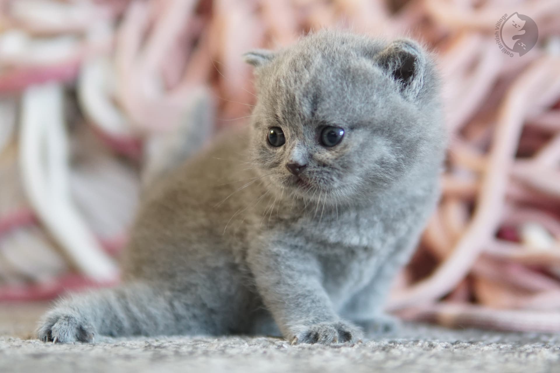 Blue British Shorthair kitten sitting on a cotton blanket, with prominent whiskers