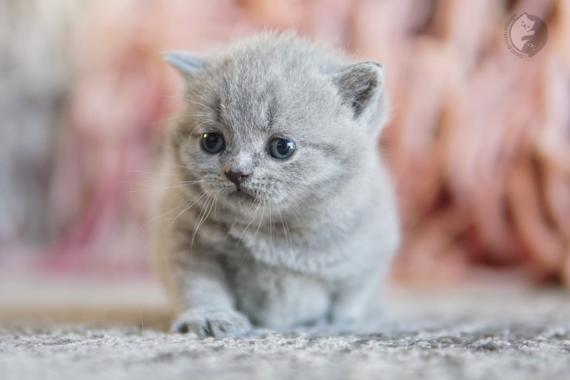 Lilac British Shorthair kitten playing with a plush toy, in a relaxed and calm position