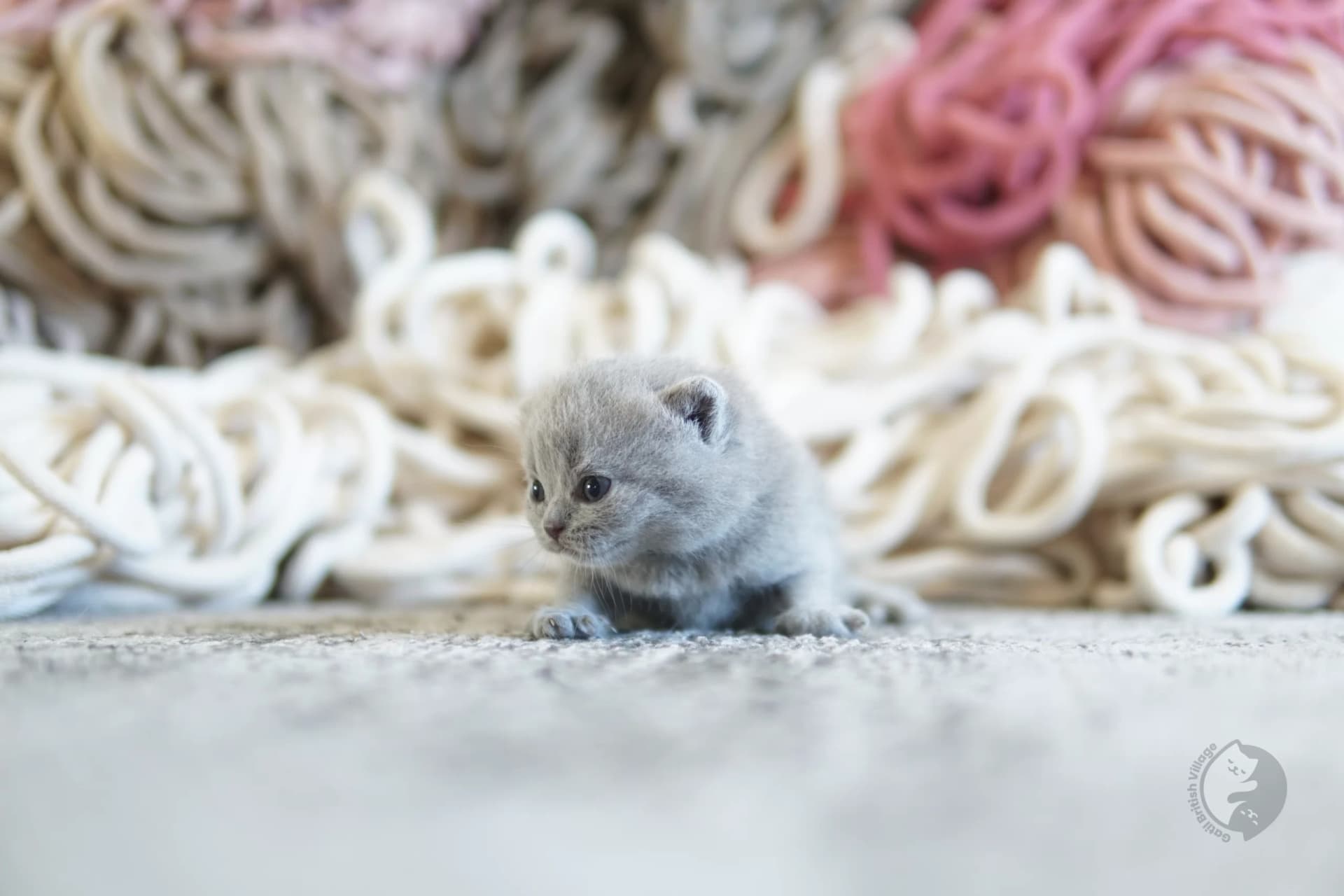 Blue British Shorthair kitten looking directly at the lens, with coat standing out against a white background