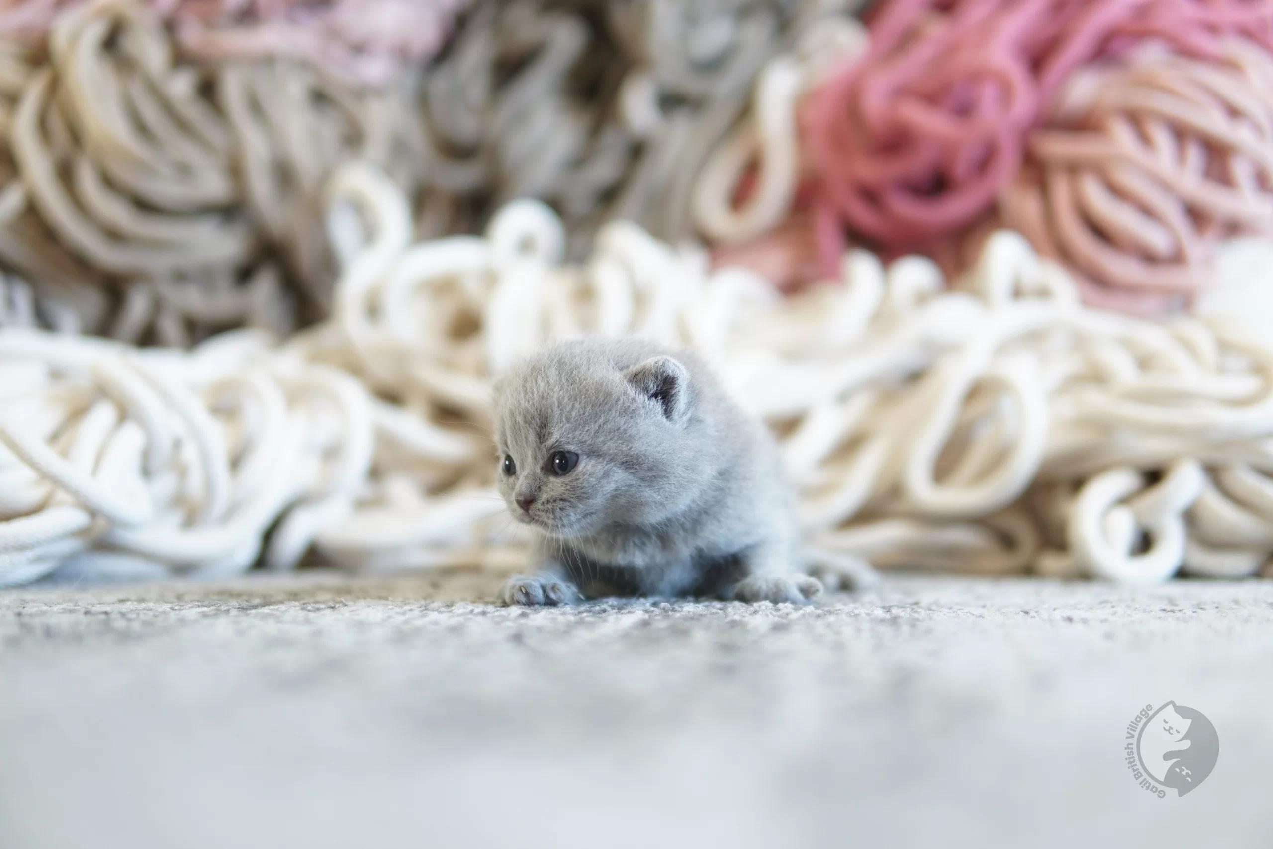 Blue British Shorthair kitten looking directly at the lens, with coat standing out against a white background