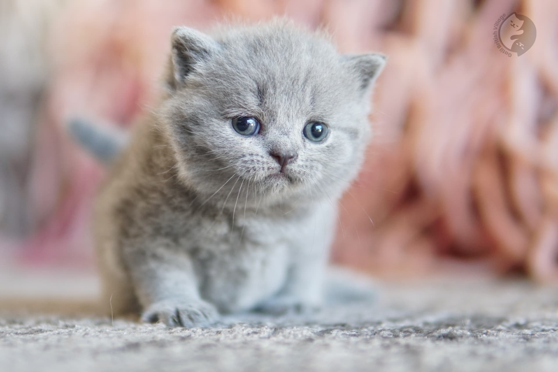 Lilac British Shorthair kitten with ears alert, under soft natural light