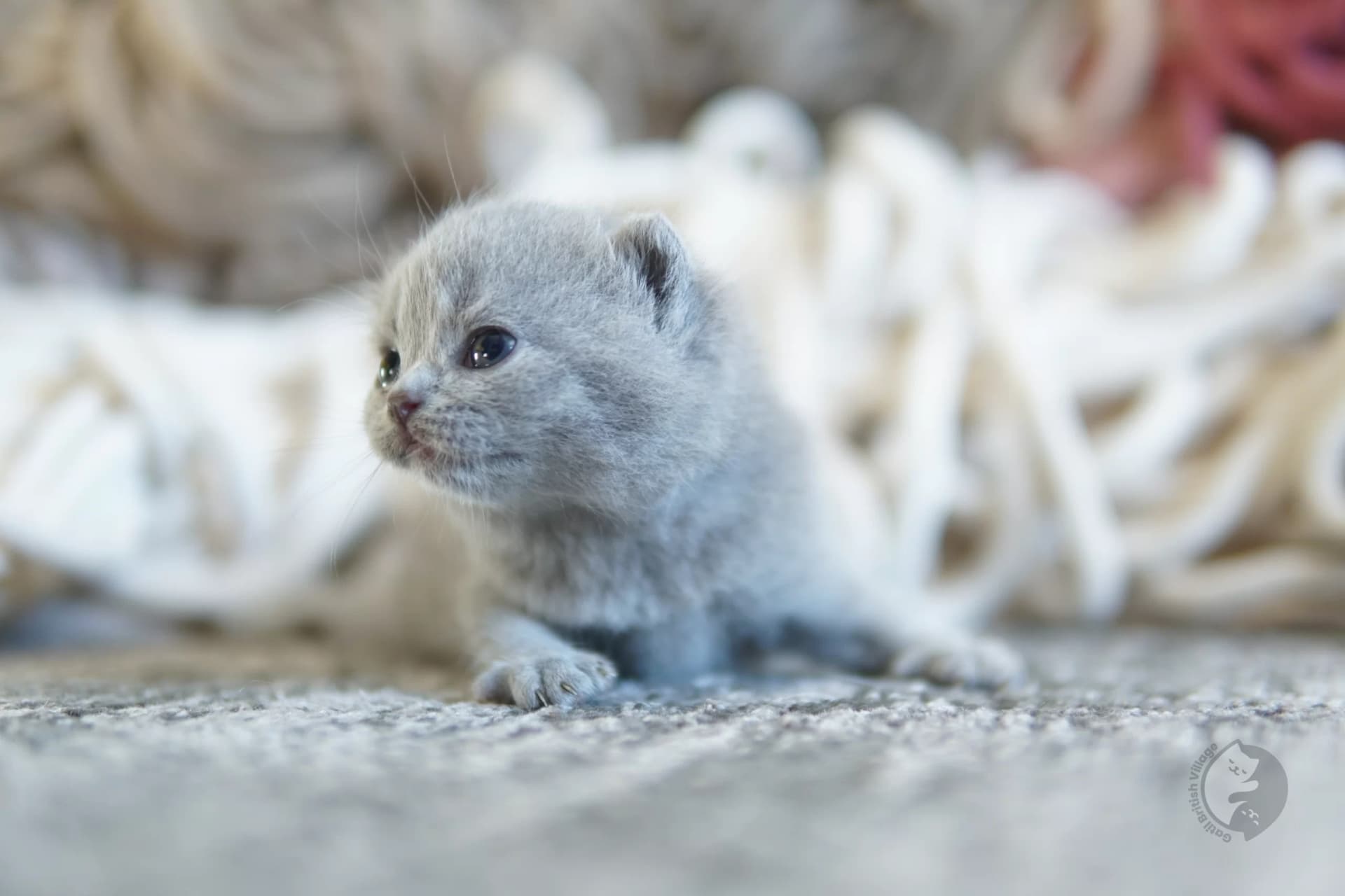 Blue British Shorthair kitten with ears alert, with half-open eyes