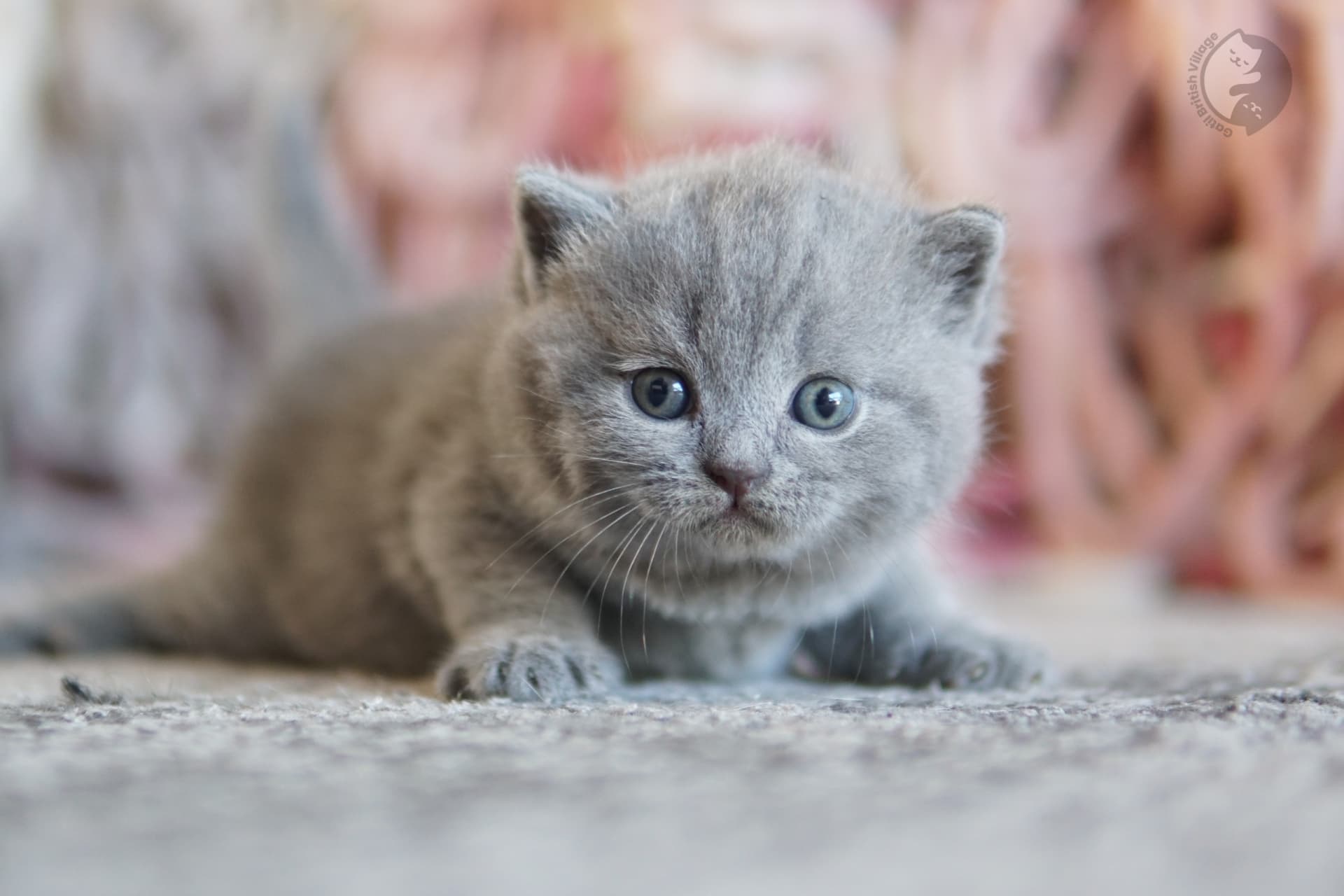 Blue British Shorthair kitten sitting on a cotton blanket, next to another kitten
