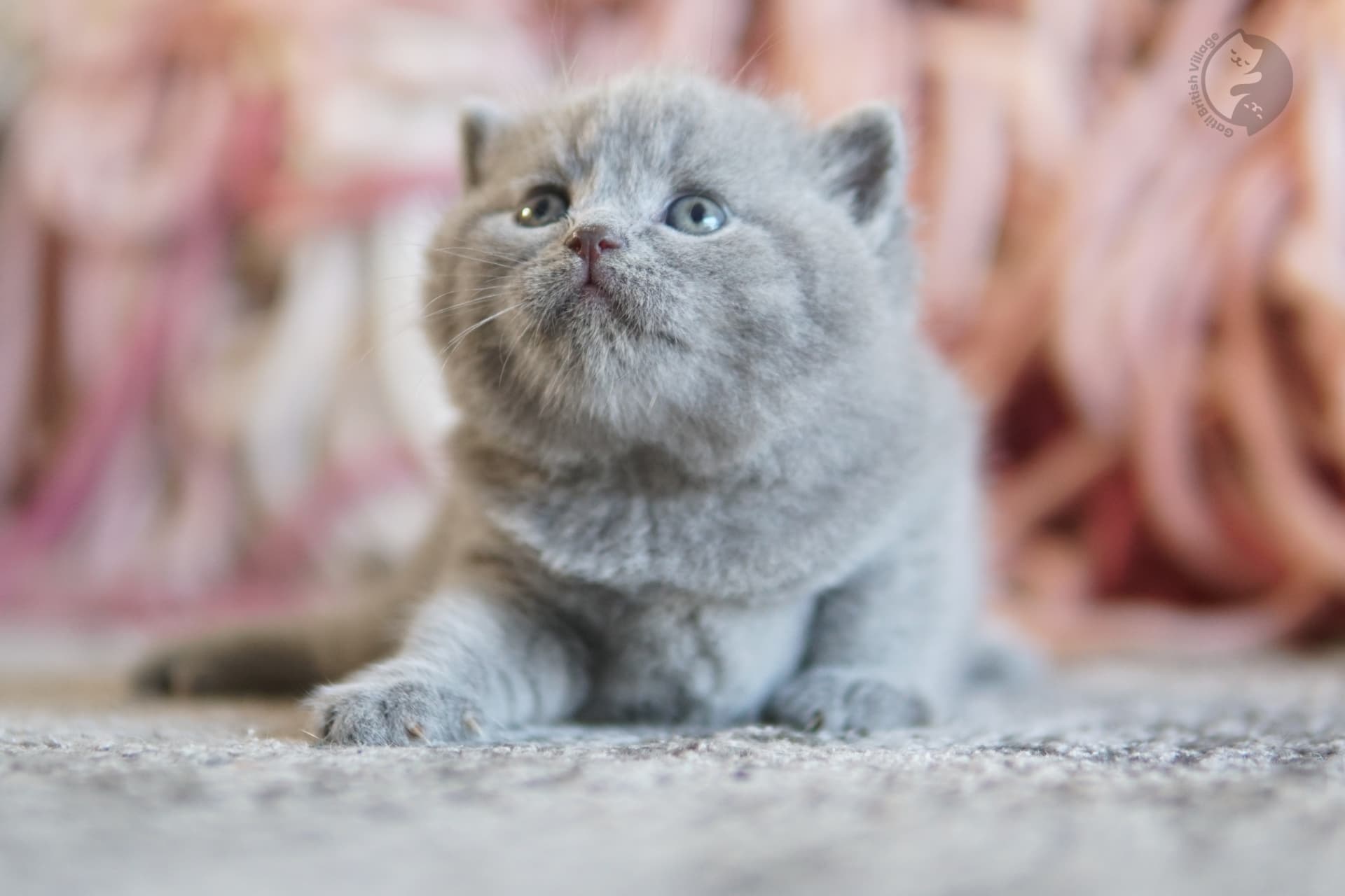 Lilac British Shorthair kitten with paws stretched over the blanket, with coat standing out against a white background