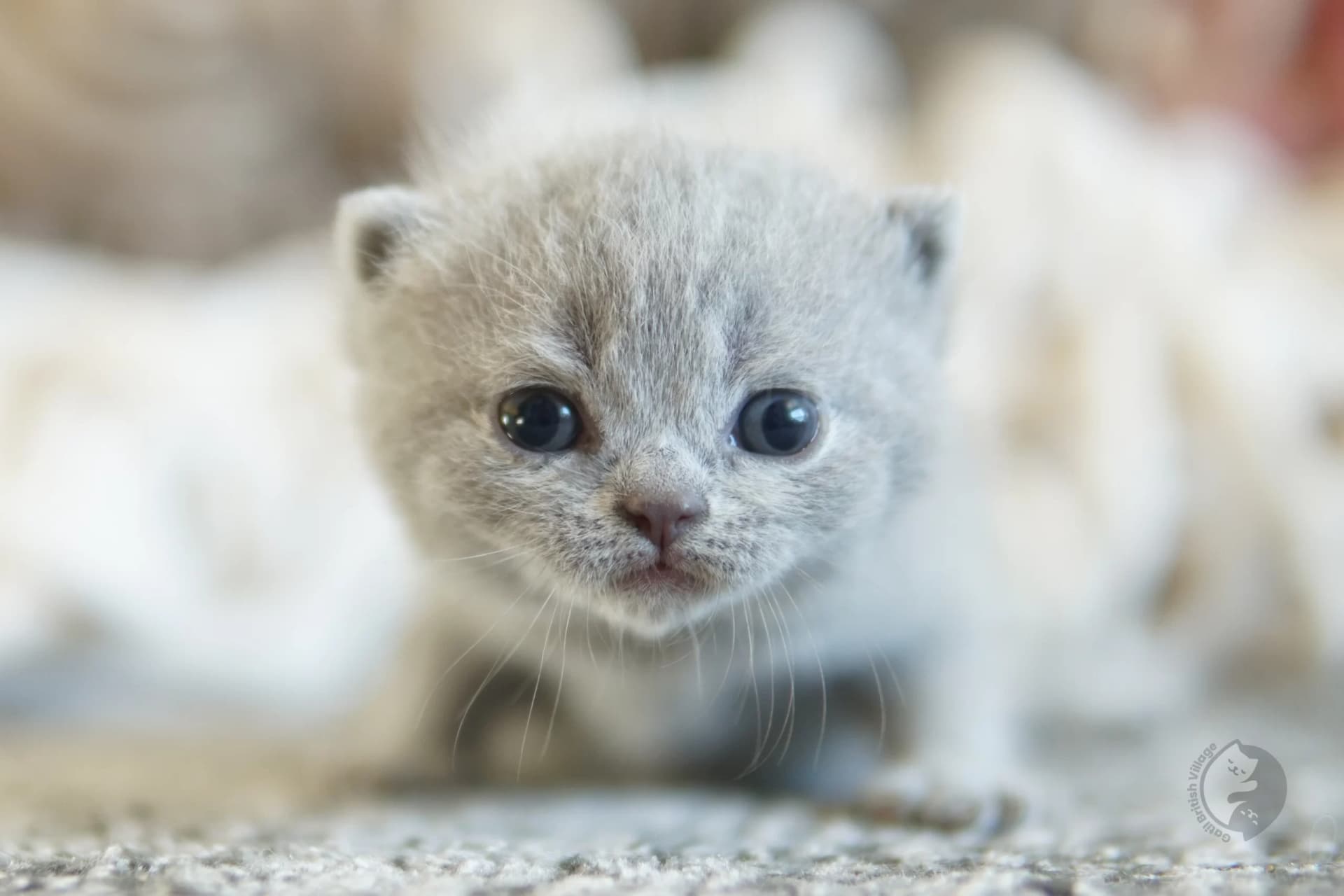 Blue British Shorthair kitten wrapped in a knitted blanket, in a studio with a neutral background