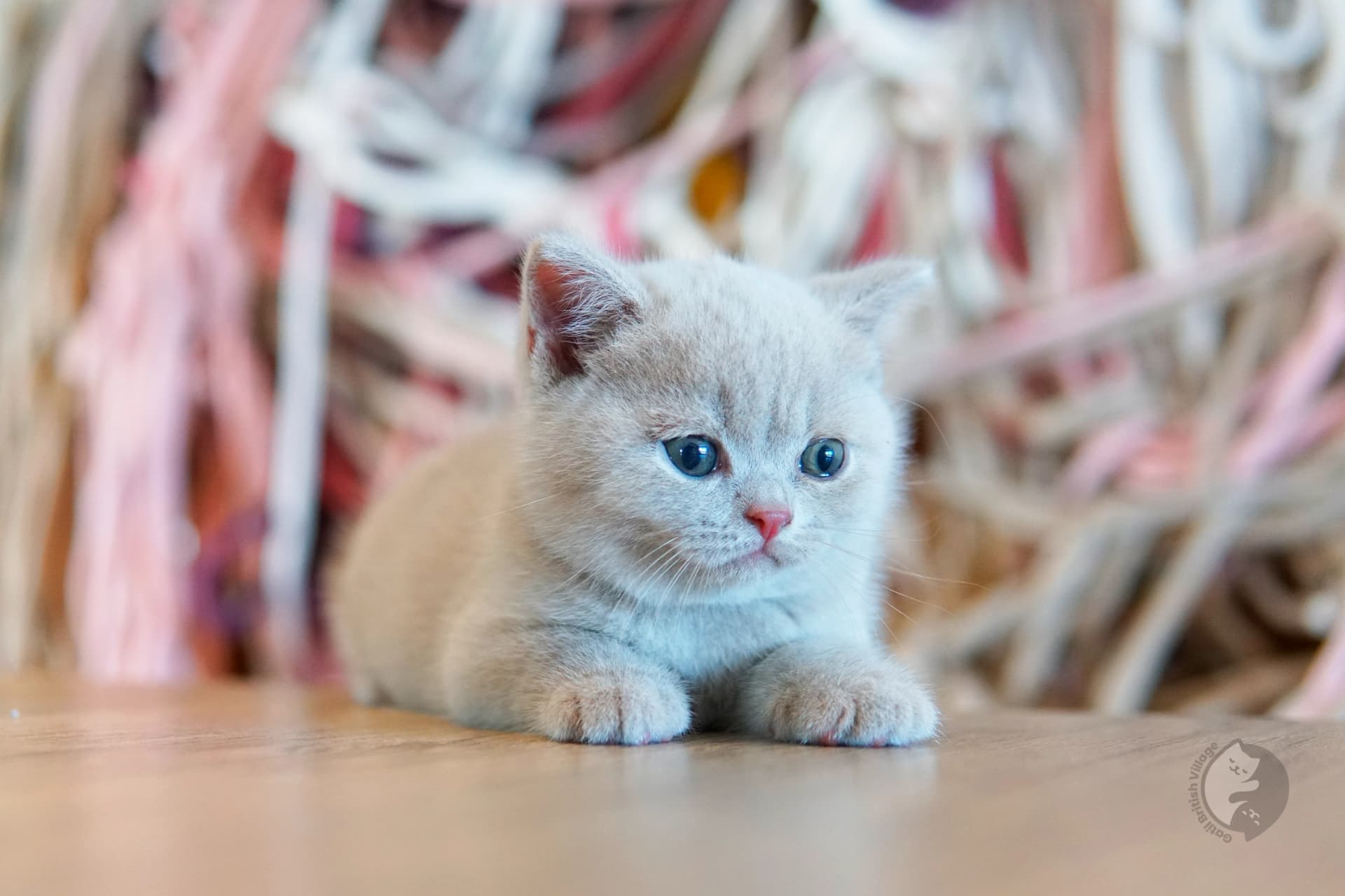 Lilac British Shorthair kitten with paws stretched over the blanket, with prominent whiskers