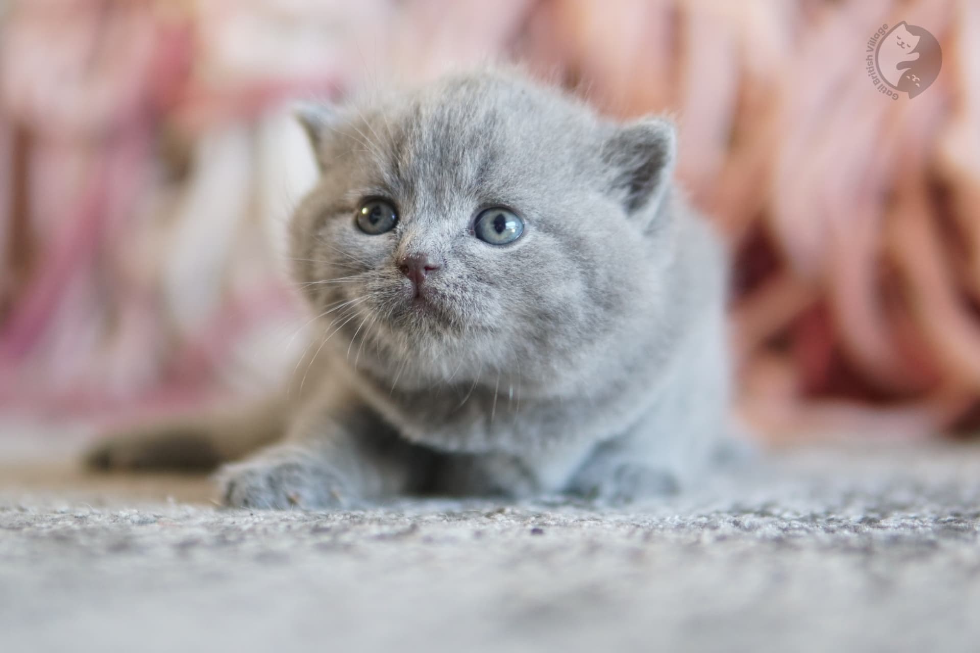 Lilac British Shorthair kitten looking directly at the lens, in a studio with a neutral background