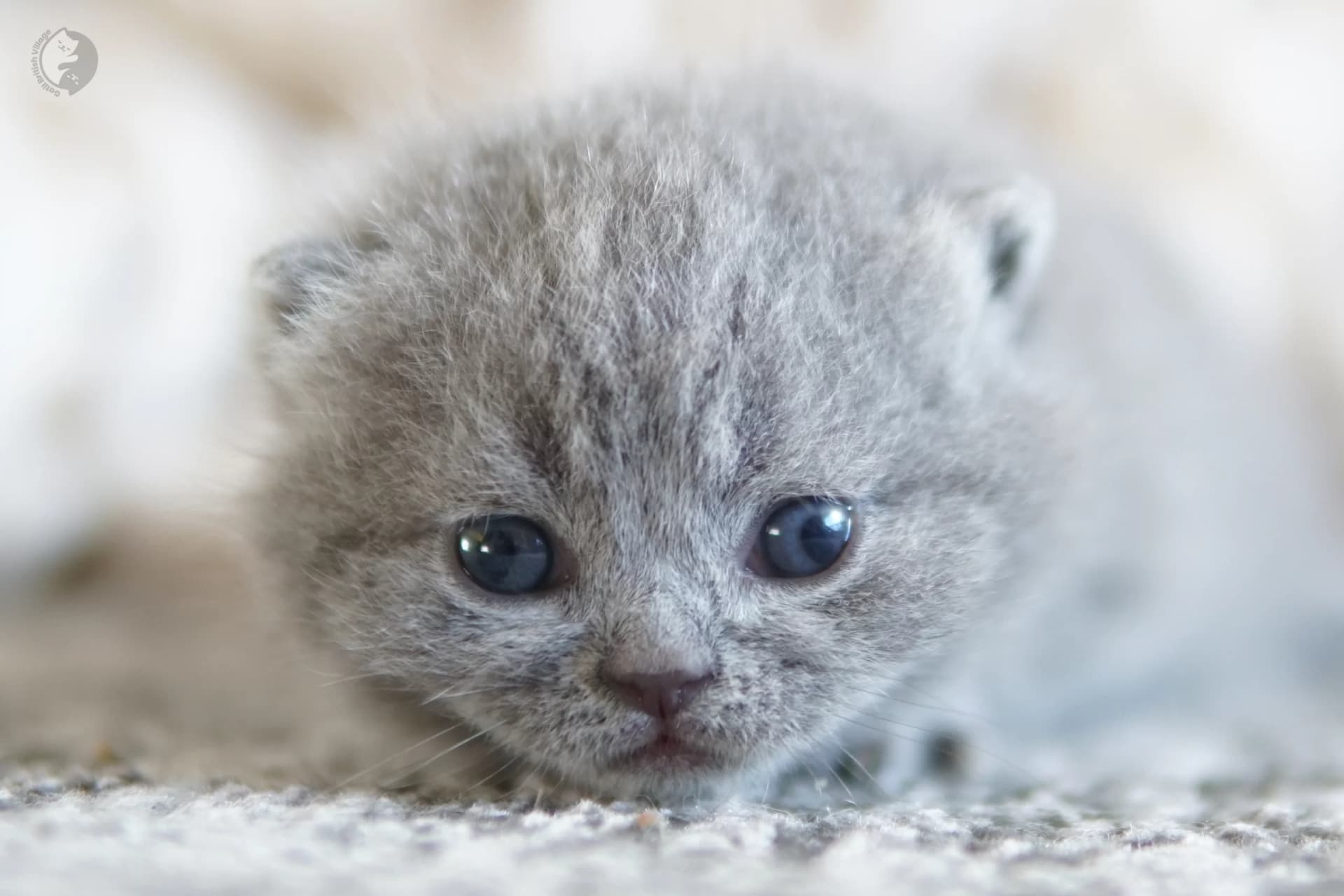 Blue British Shorthair kitten sniffing the surroundings curiously, next to another kitten