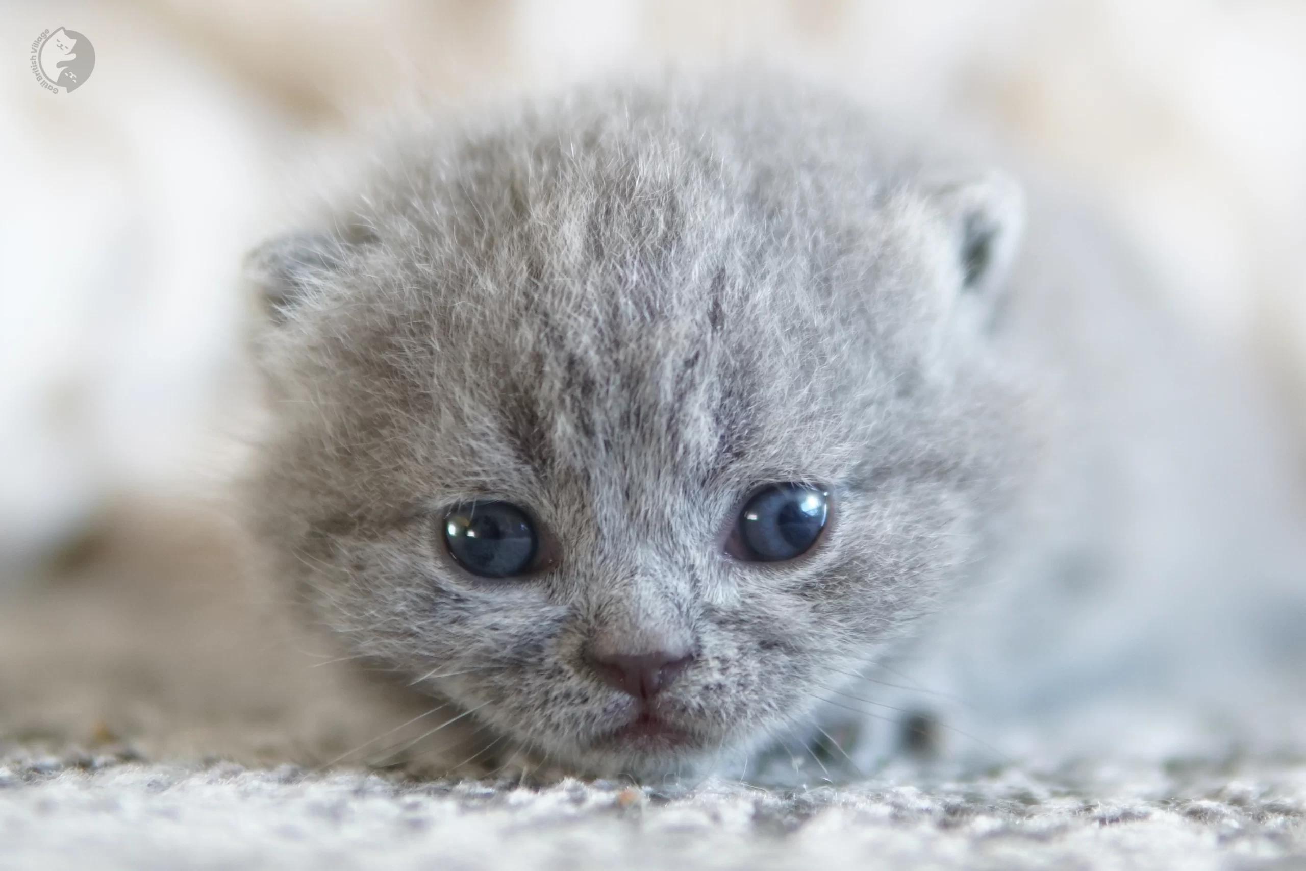 Blue British Shorthair kitten sniffing the surroundings curiously, next to another kitten