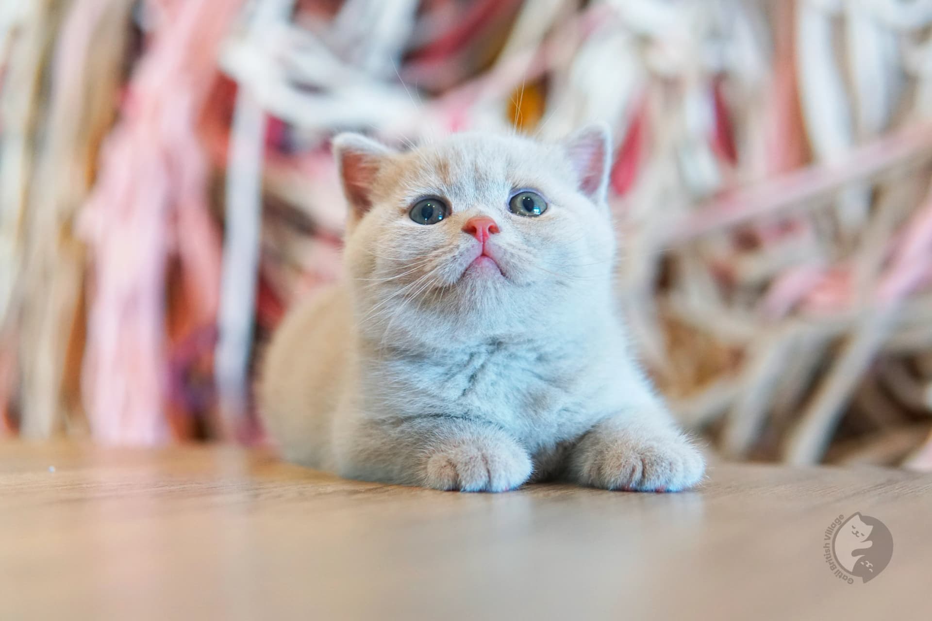 Blue British Shorthair kitten lying among fluffy pillows, in a studio with a neutral background