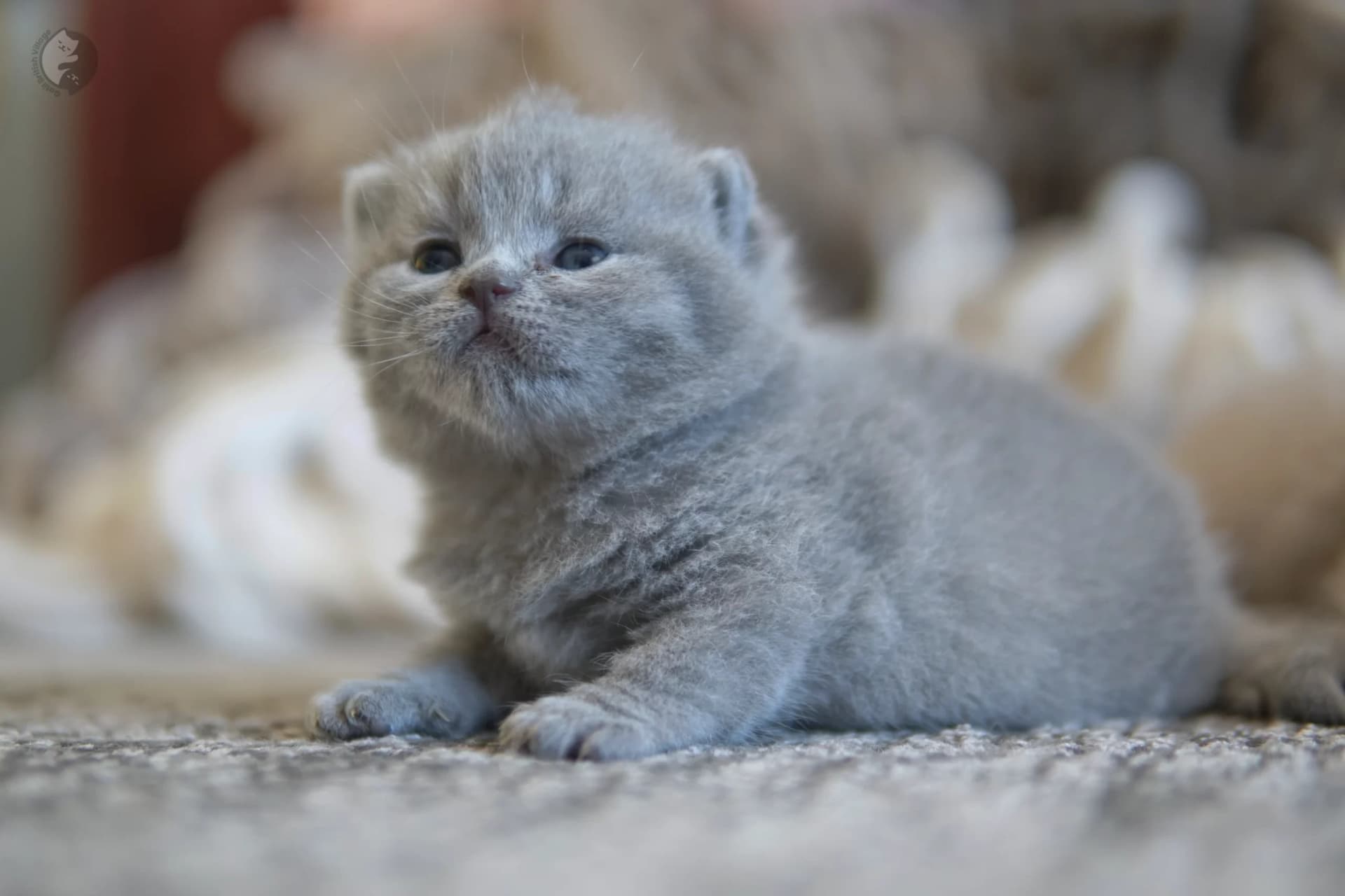 Lilac British Shorthair kitten wrapped in a light pink blanket, in a winter scene with pastel tones