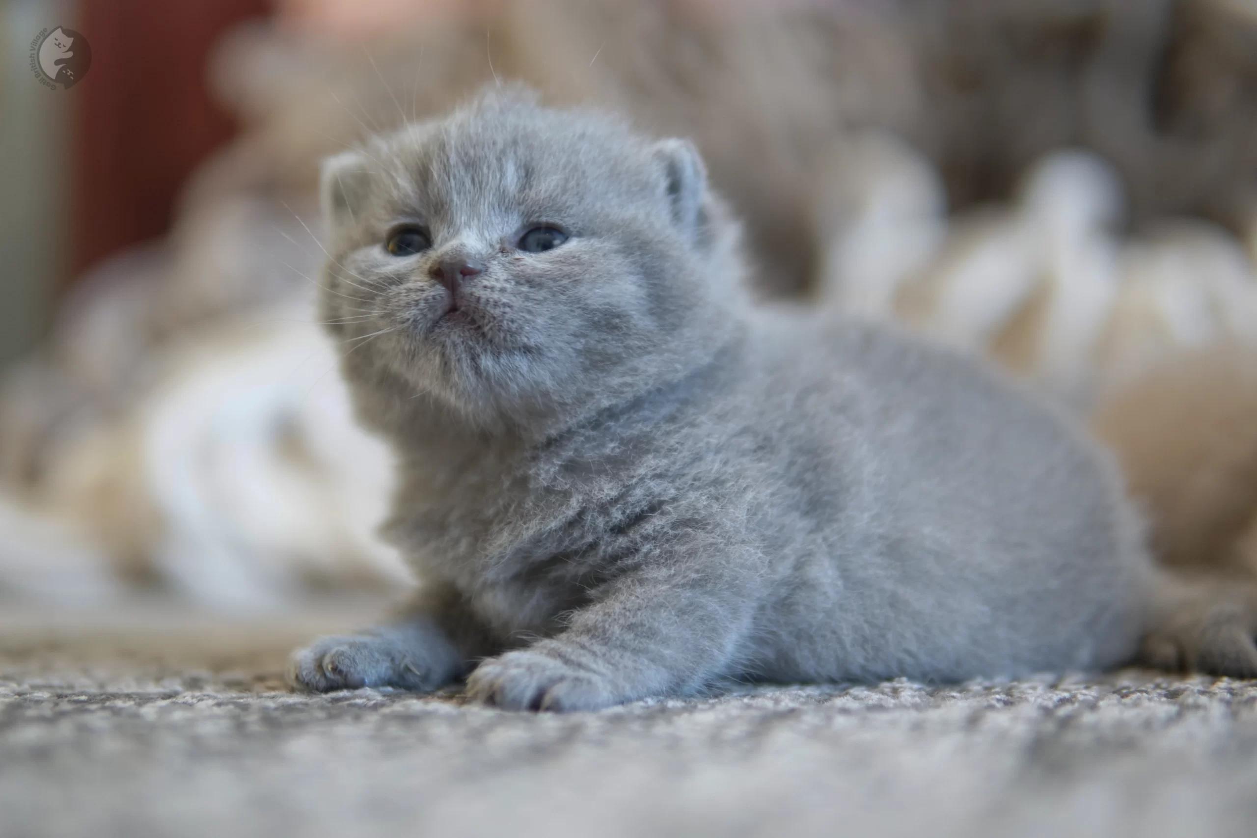 Lilac British Shorthair kitten wrapped in a light pink blanket, in a winter scene with pastel tones
