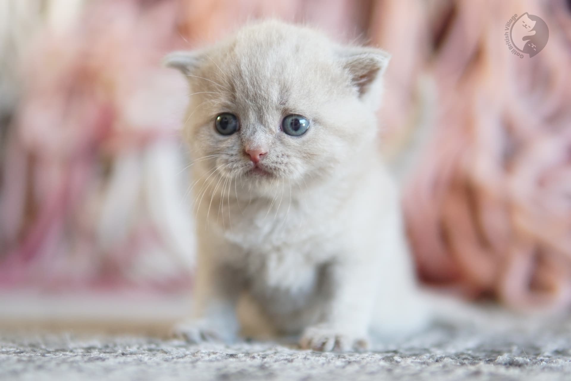 Blue British Shorthair kitten playing with a plush toy, in a calm and quiet environment