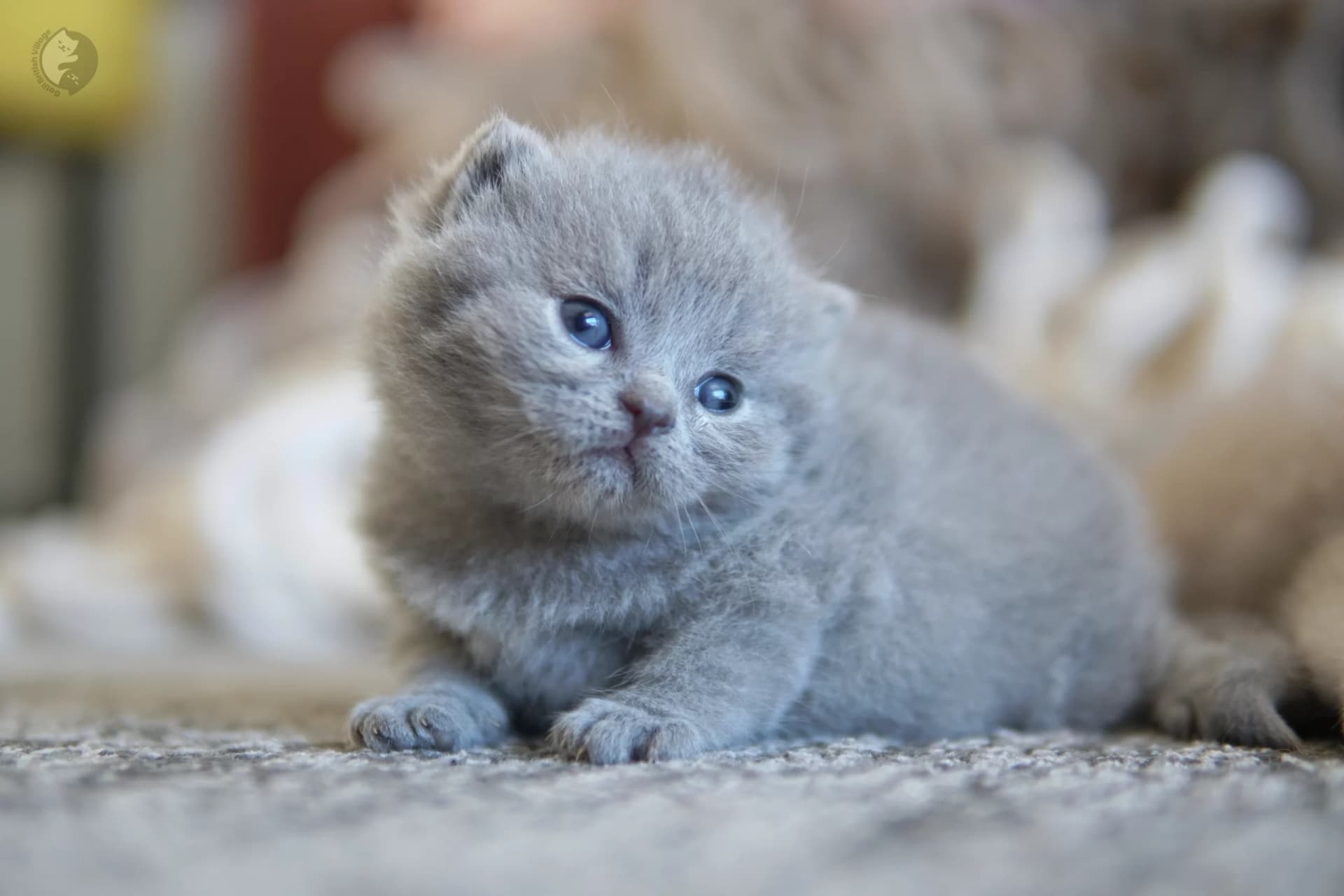 Blue British Shorthair kitten looking directly at the lens, under soft natural light