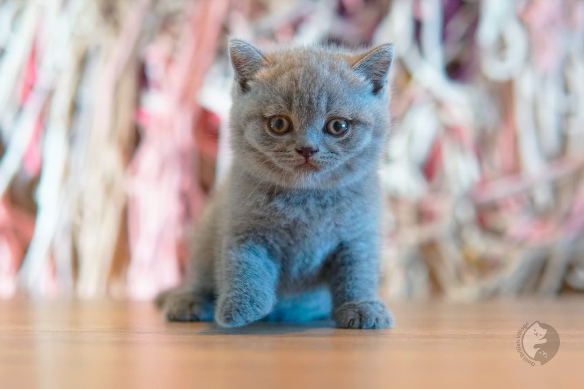 Lilac British Shorthair kitten wrapped in a knitted blanket, under soft natural light